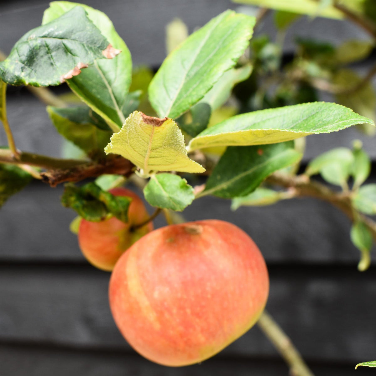 Apple tree 'Discovery' | Malus domestica - Height 80-100cm - 7lt