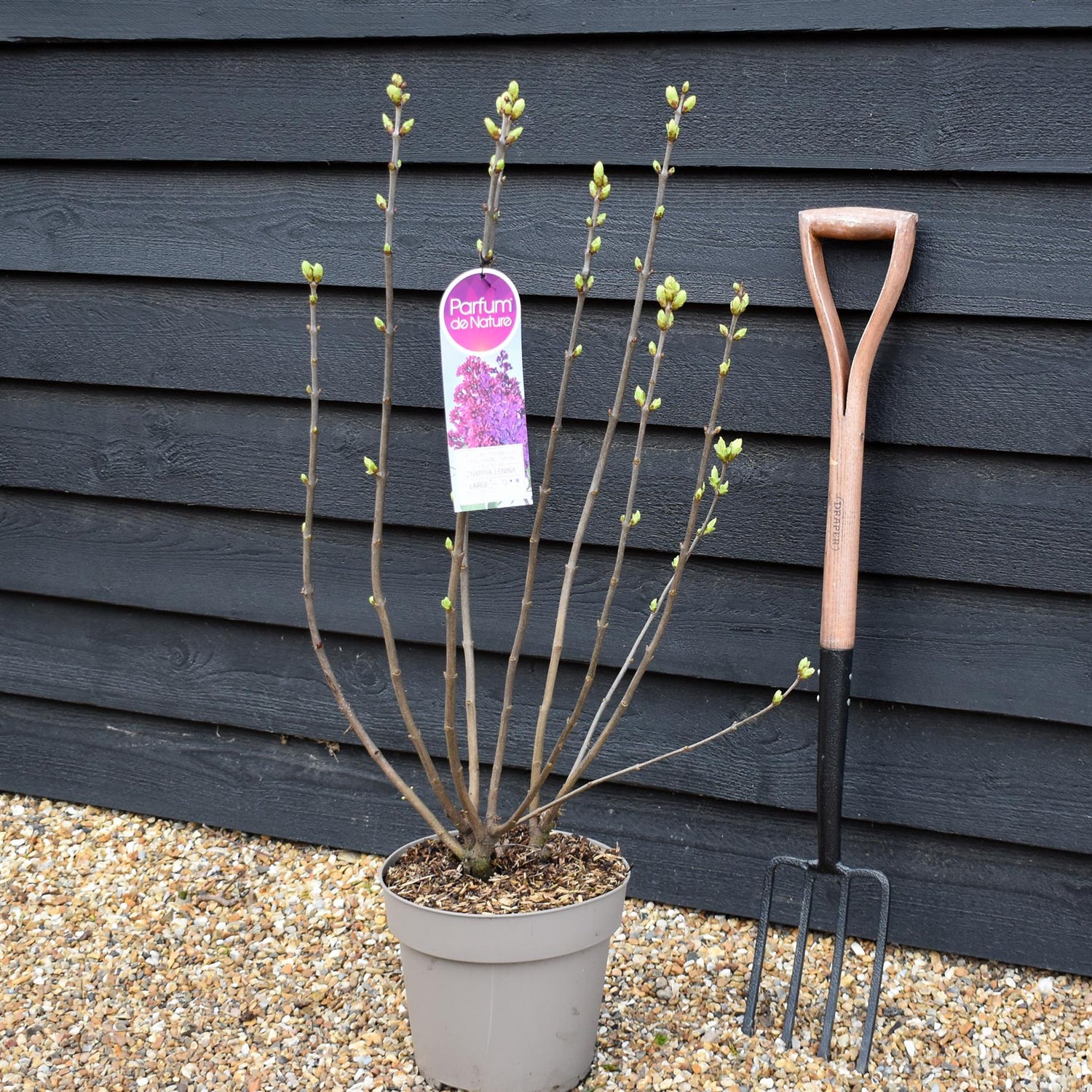 Lilac 'Znamya Lenina'| Syringa vulgaris - Height 80-100cm - 10lt
