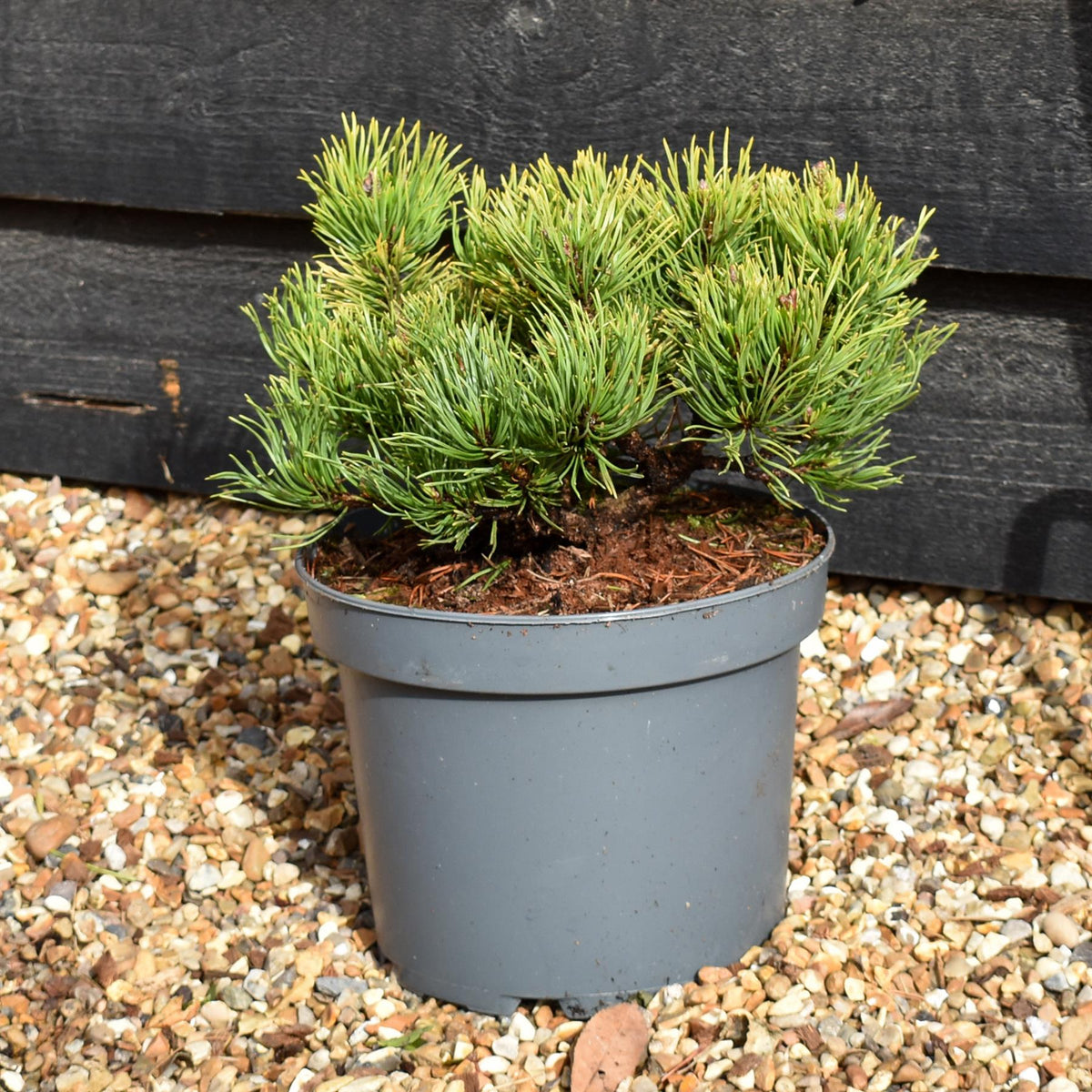 Pinus mugo 'Wintergold' | Golden mountain pine - Height 20-30cm - 5lt