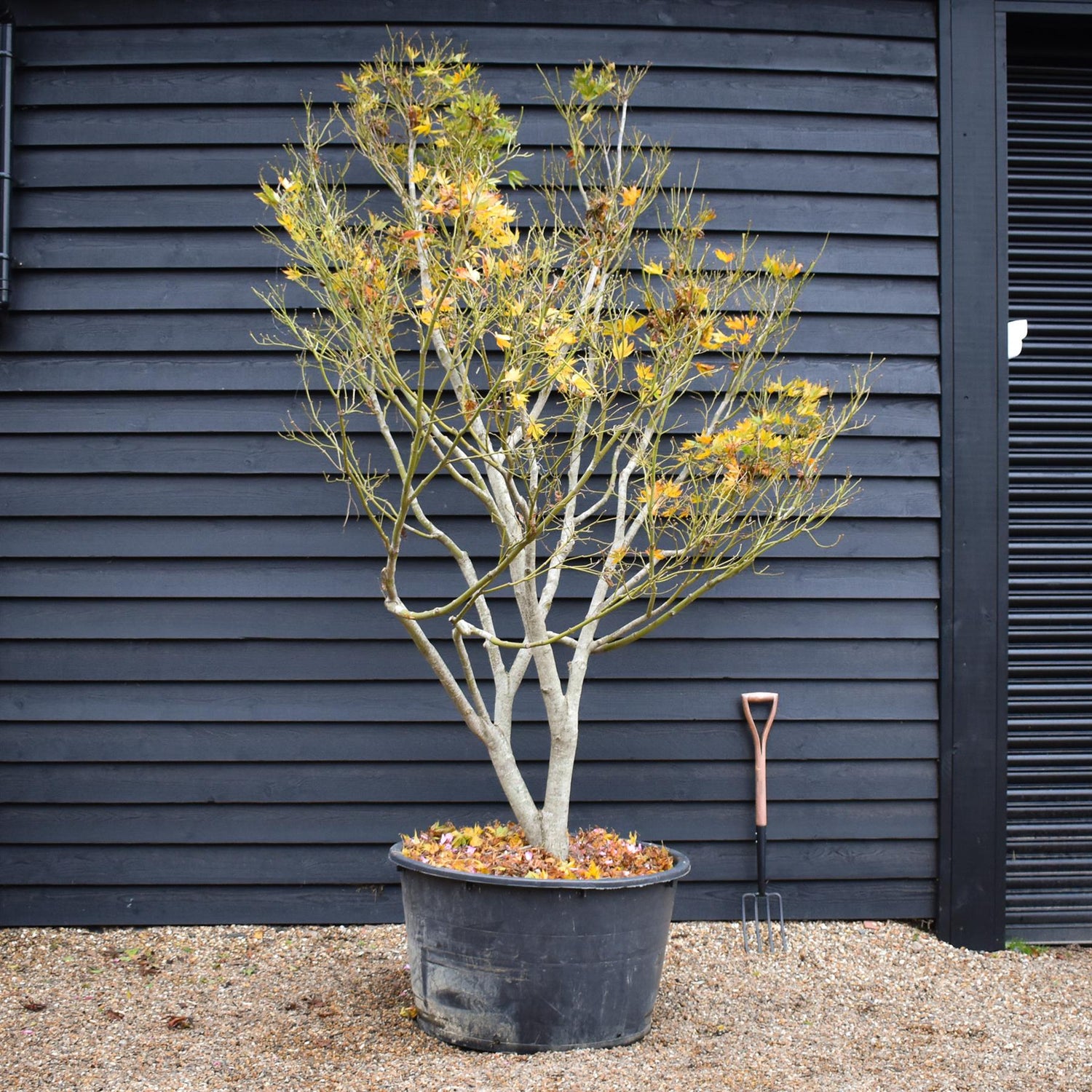 Acer palmatum 'Kogane Nishiki' | Japanese maple Golden Brocade - Specimen Tree - Height 300-320cm - 280lt