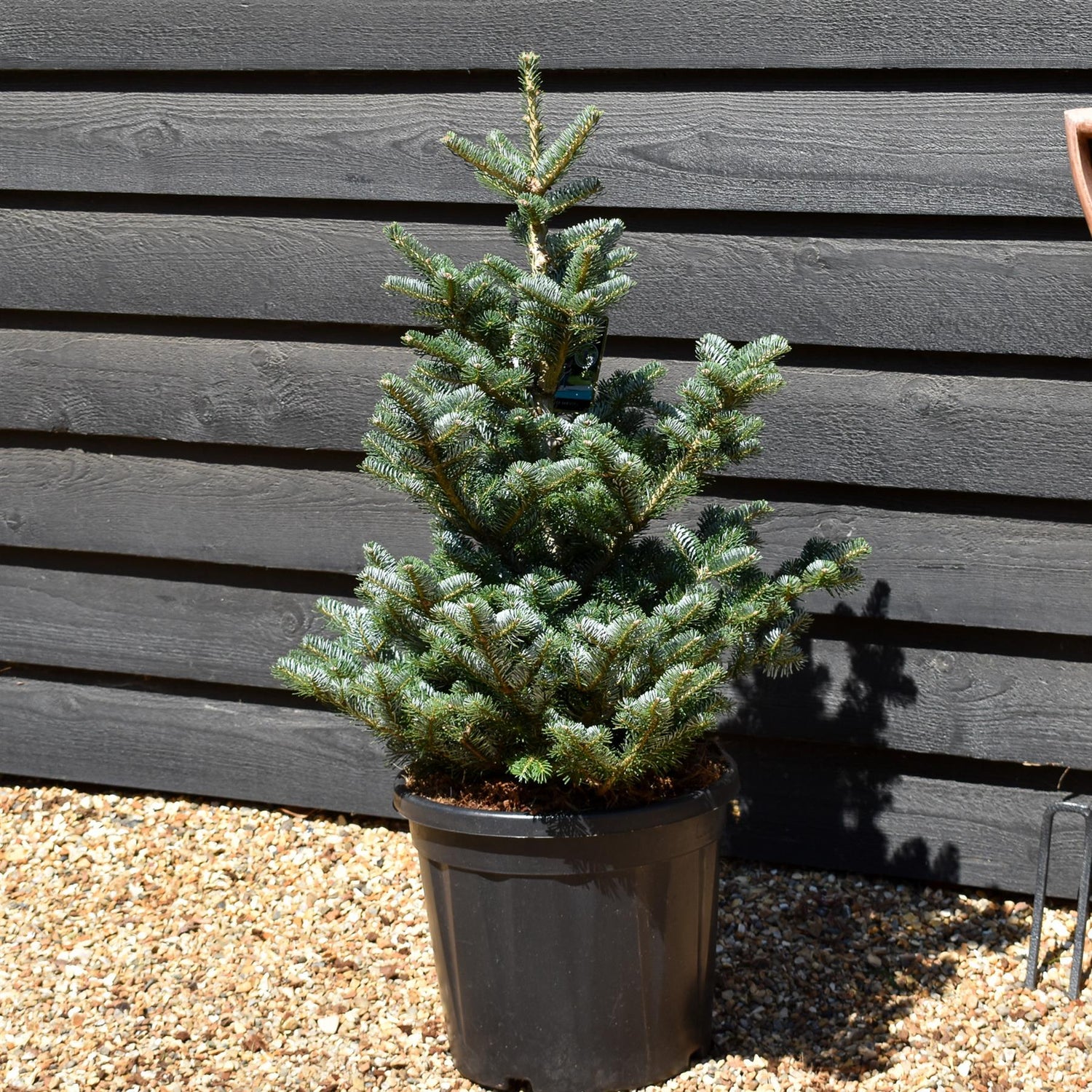 Abies koreana 'Tordis' | Korean fir 'Tordis' - Height - 80-90cm - 20lt