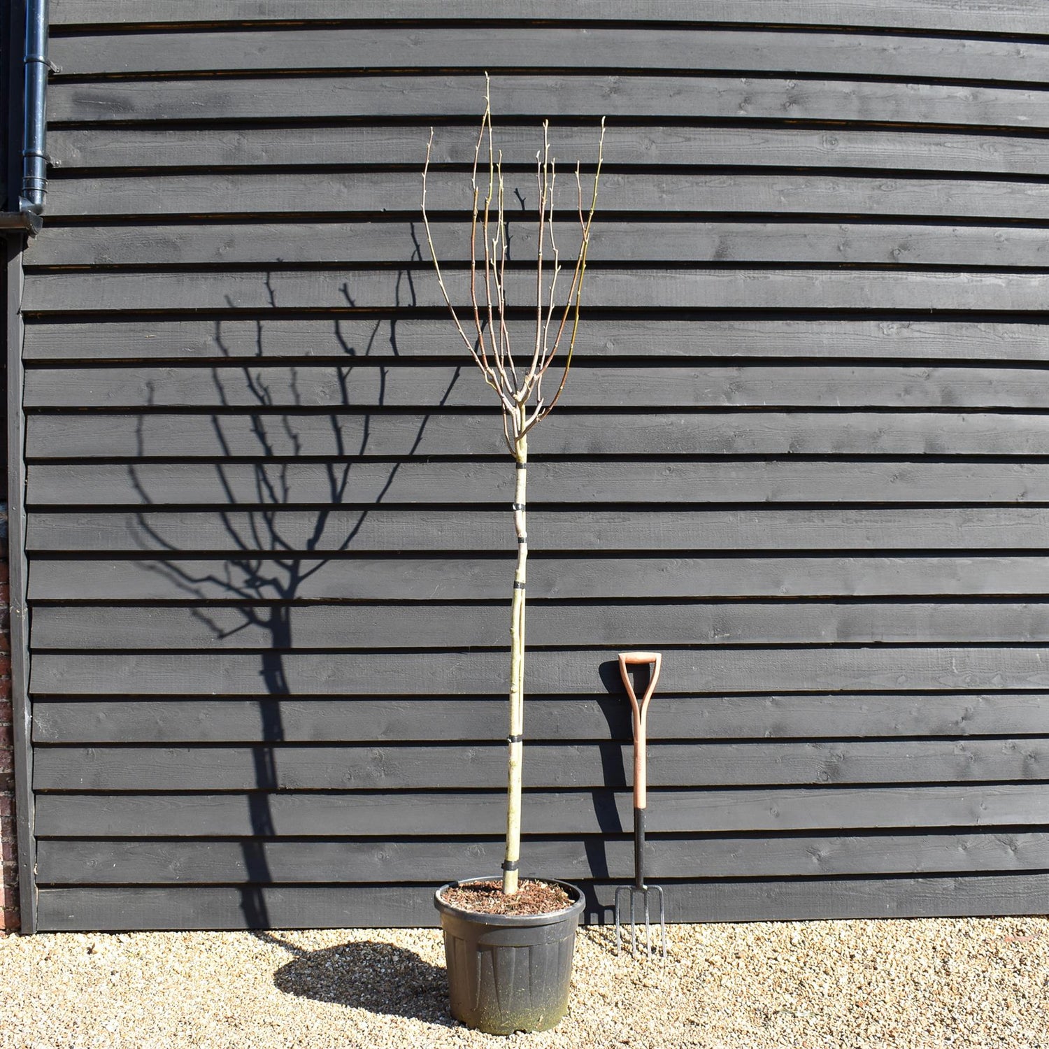 Magnolia 'Flamingo' - Clear stem 120cm - Height 270cm - Girth 8cm - 35lt