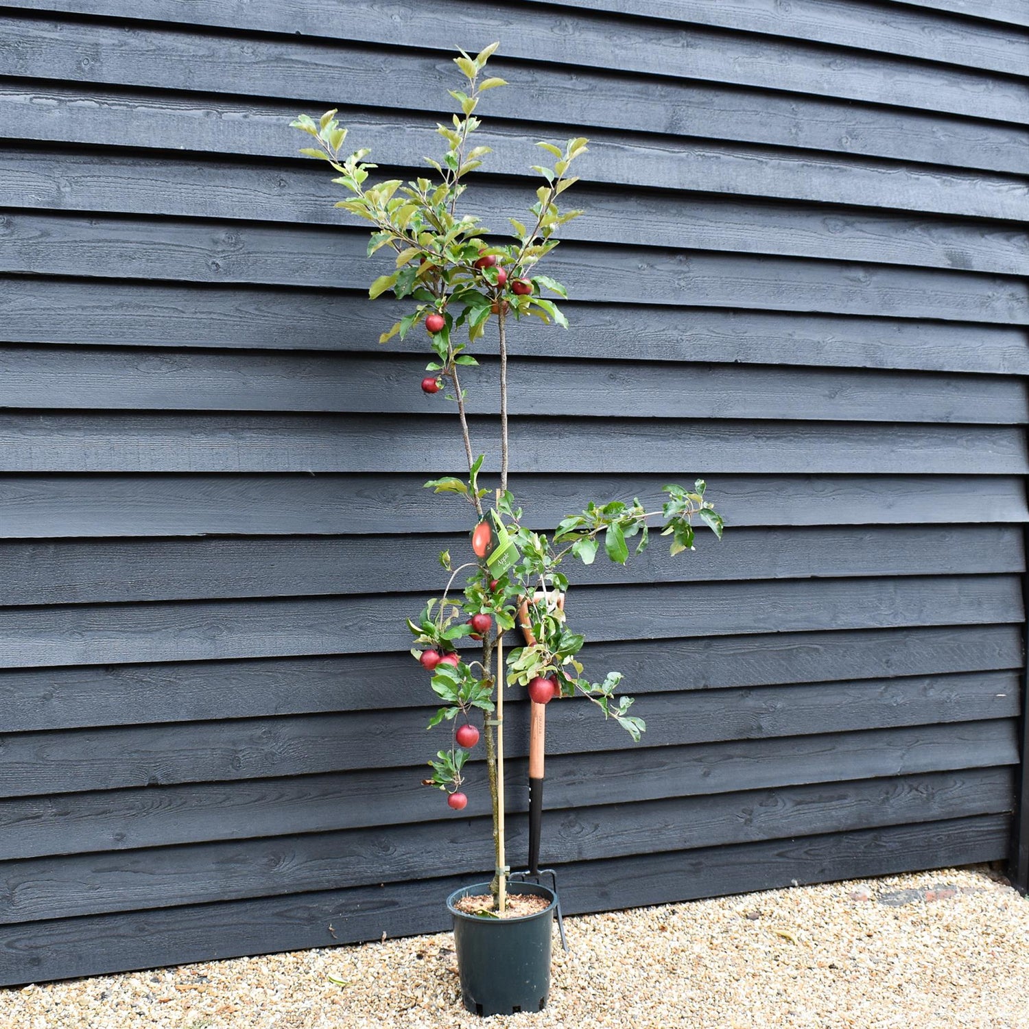 Apple tree 'Red Devil' | Malus domestica - MM106 - Semi-Dwarfing - 150-160cm - 10lt