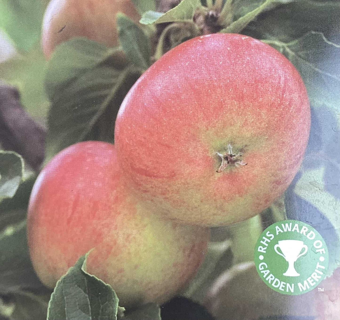 Apple tree 'Fiesta' | Malus domestica - MM106 - Semi-Dwarfing - 150-160cm - 10lt