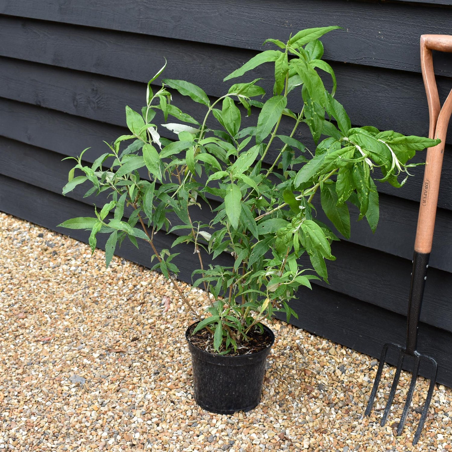 Buddleja White Profusion - Shrub - Height 40-60cm - 5lt