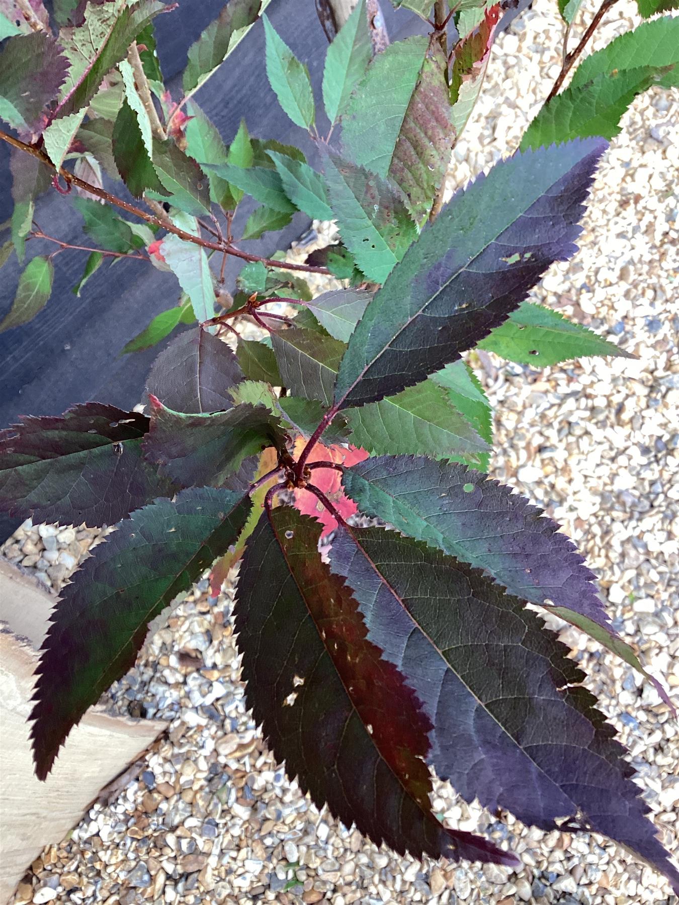 Prunus nipponica 'Ruby' | Japanese Alpine Cherry ‘Ruby’ - 100-120cm, 7lt