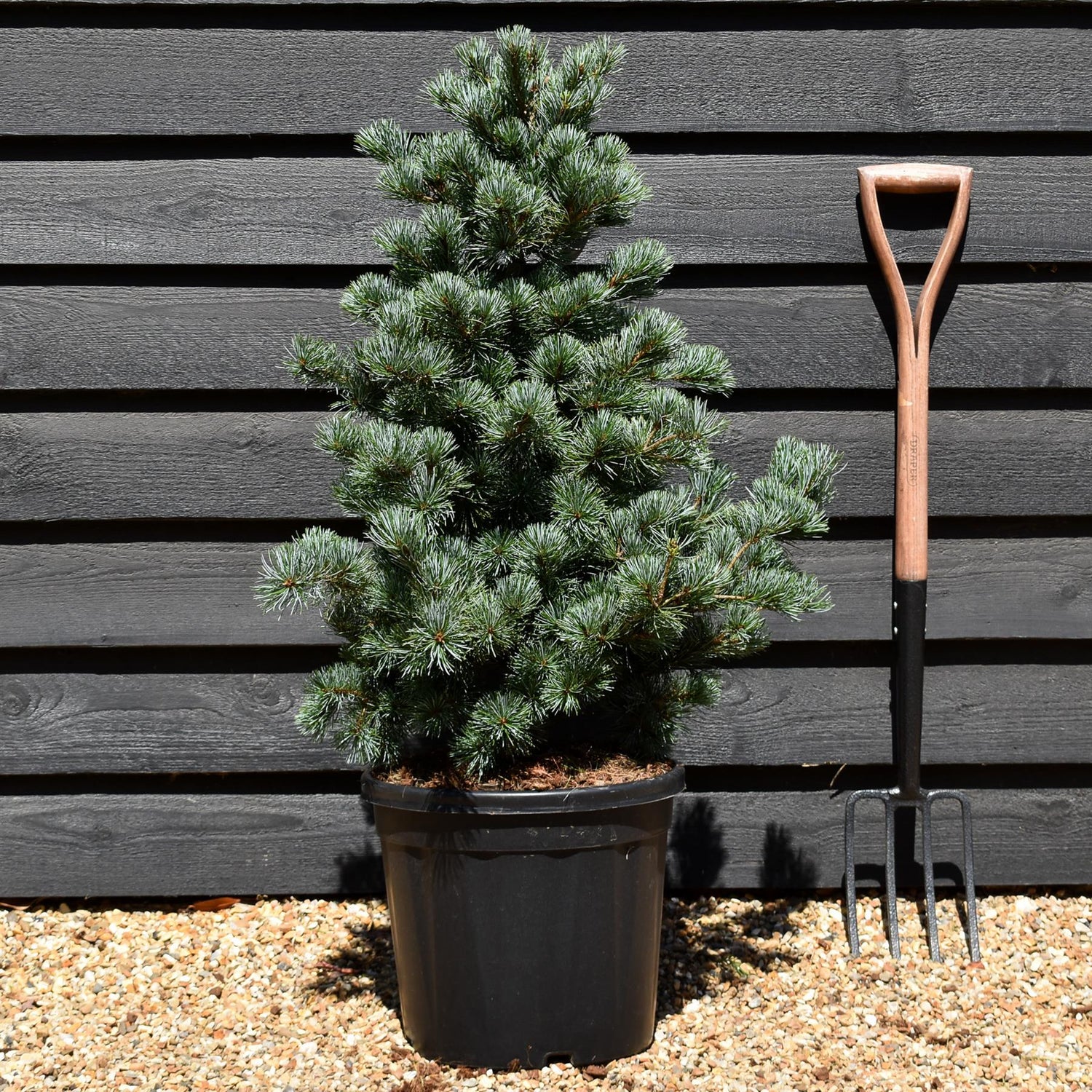 Pinus parviflora 'Negishi' | Japanese white pine - Height 80cm-90cm - Width 50cm-60cm - 20lt