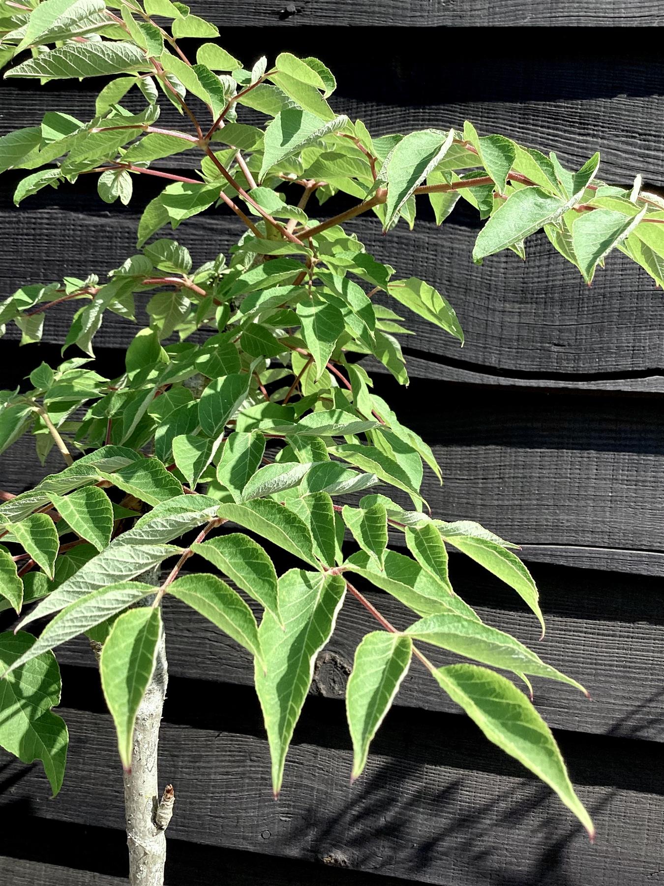 Aralia elata | Japanese Angelica Tree - 60-80cm, 20lt – Arundel Arboretum