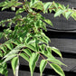 Aralia elata | Japanese Angelica Tree - 60-80cm, 20lt