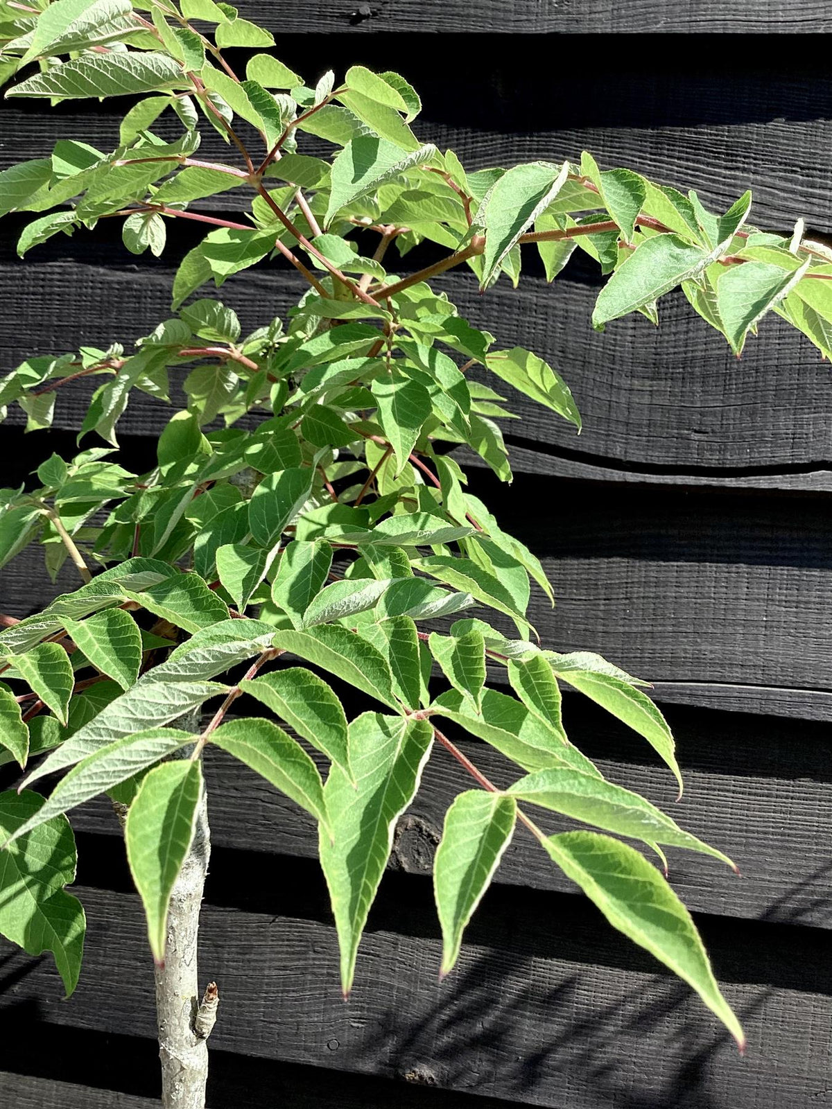 Aralia elata | Japanese Angelica Tree - 60-80cm, 20lt – Arundel Arboretum