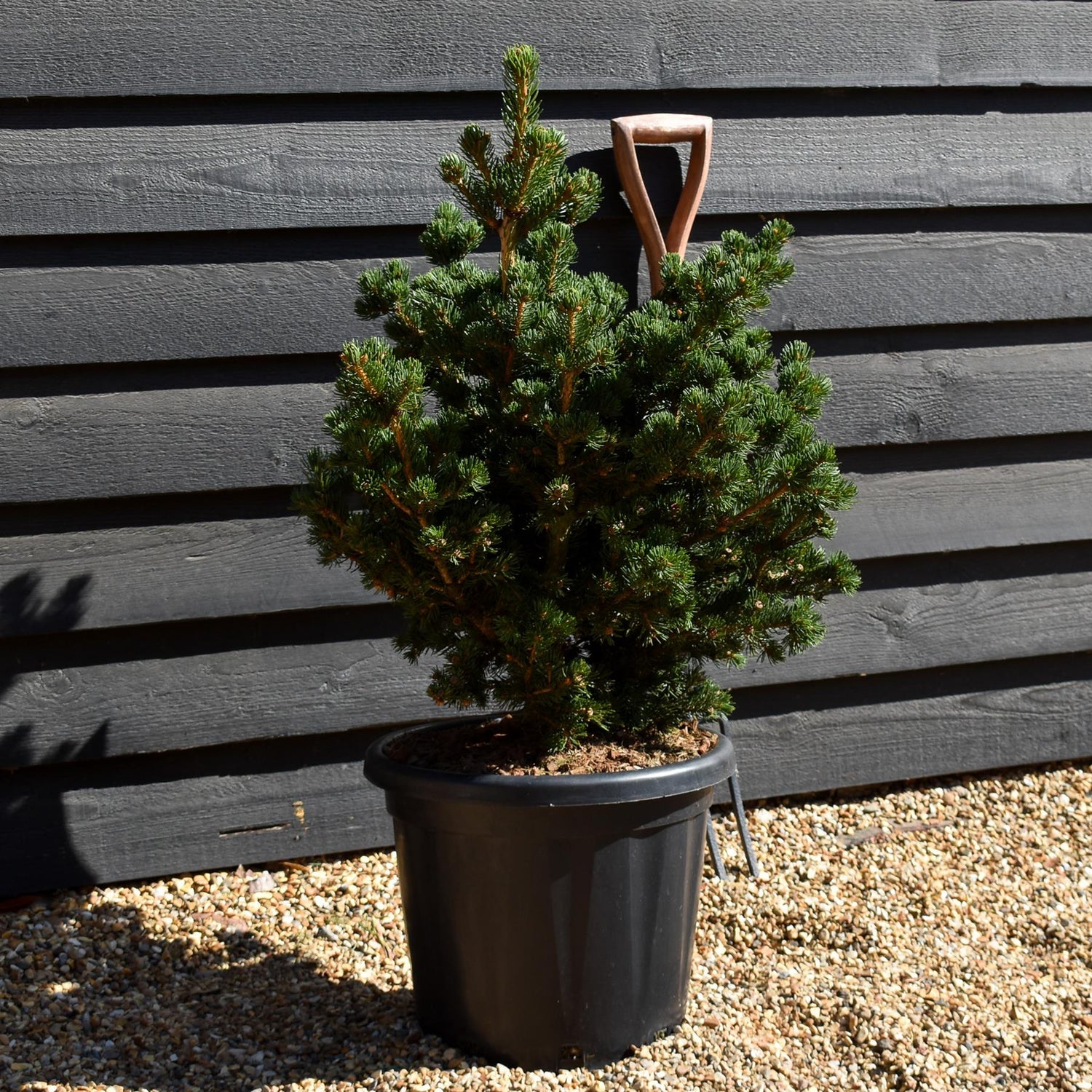 Picea pungens 'Lucky Strike'- Height 75 cm - 30lt