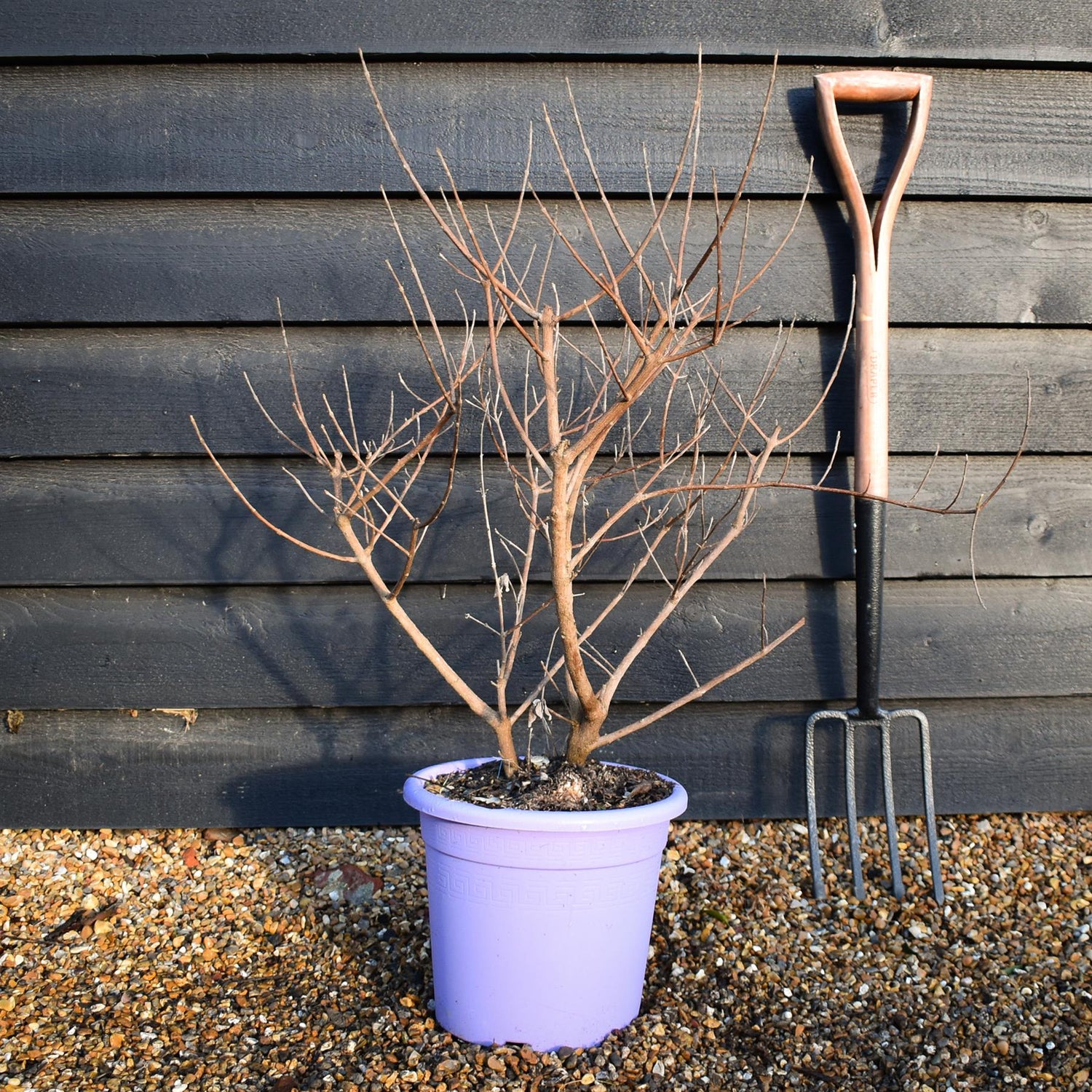 Vitex 'Chicagoland Blues' - Height 65-75cm - Bushy - 10lt