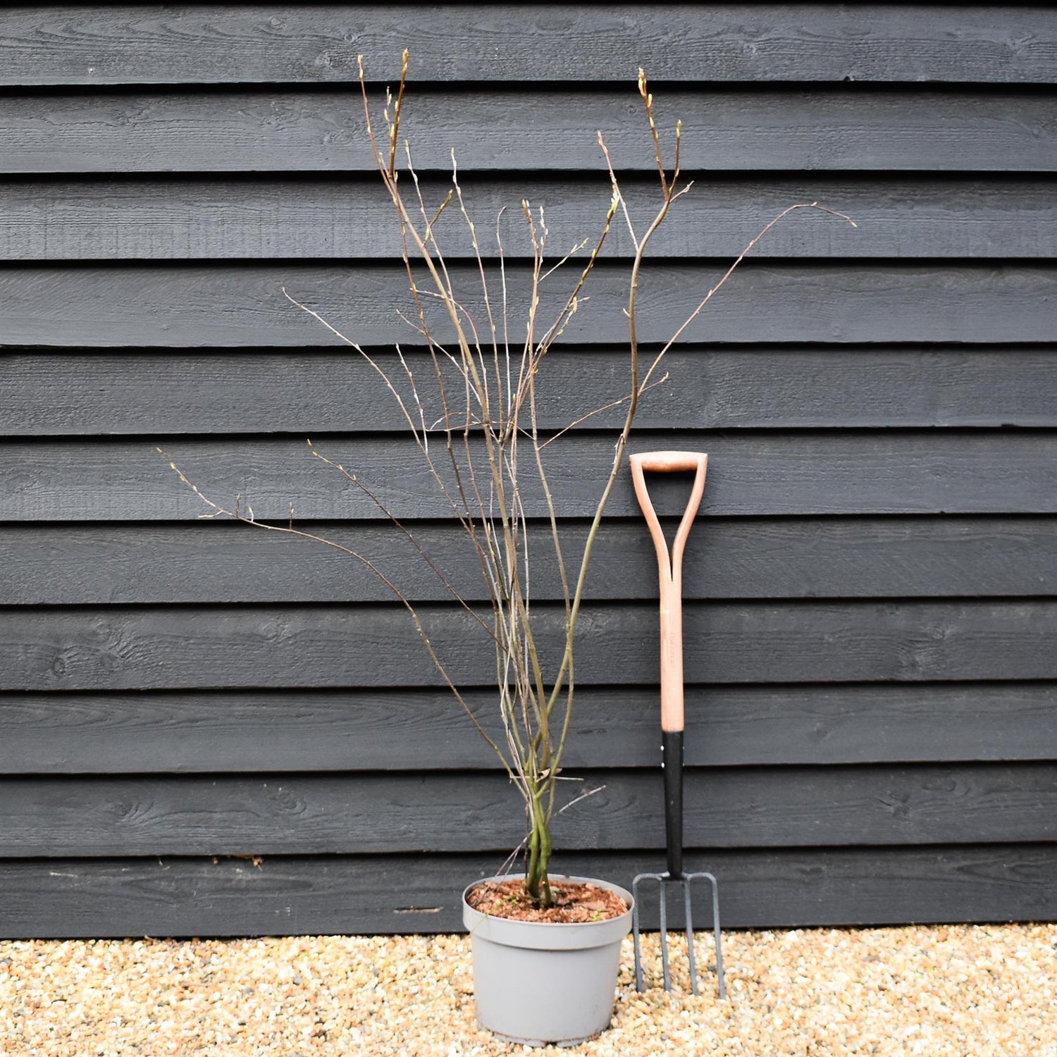 Amelanchier lamarckii | Juneberry -  Shrub - Height 140-150cm - 10lt