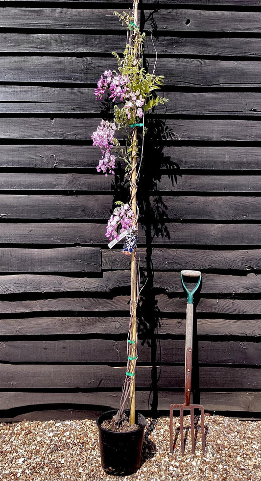 Wisteria brachybotrys 'Showa-beni' | Silky Wisteria 'Showa-beni' - Cane - 300-350cm - 12lt