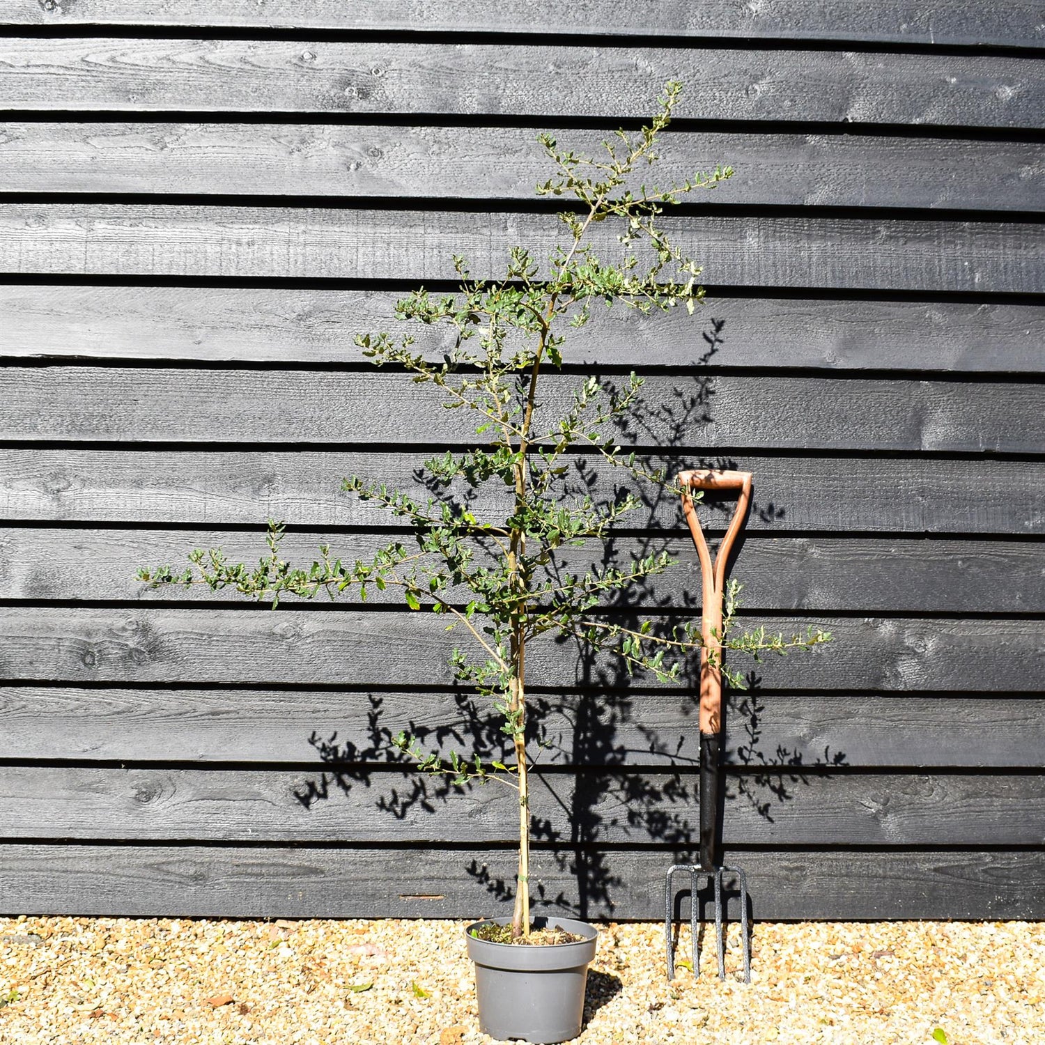 Cork Oak | Quercus suber - Height 150-180cm - Pot Grown - 5lt