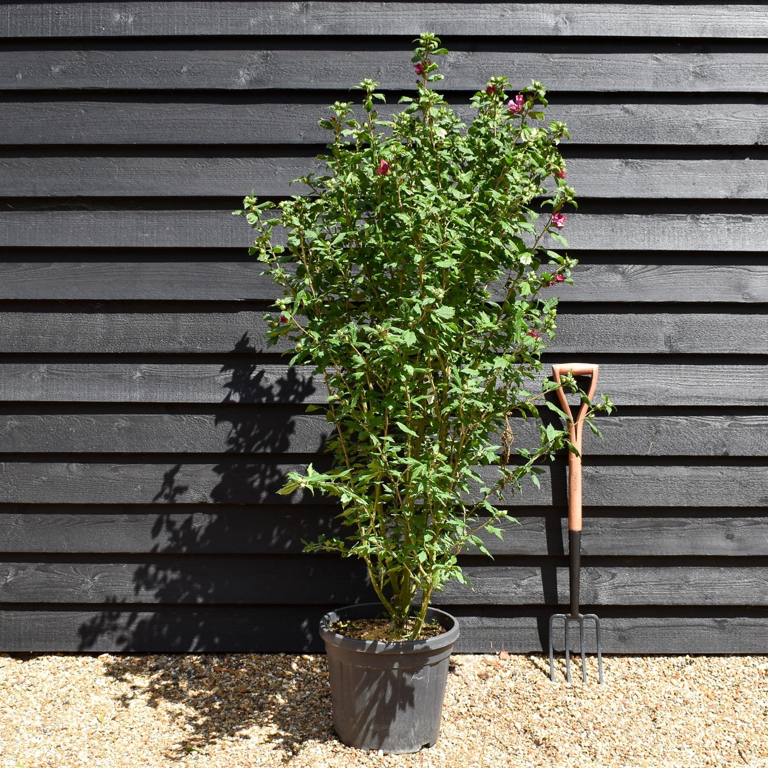 Hibiscus syriacus  'Duc de Brabant' - Red-Pink - Height 120-150cm - 25lt