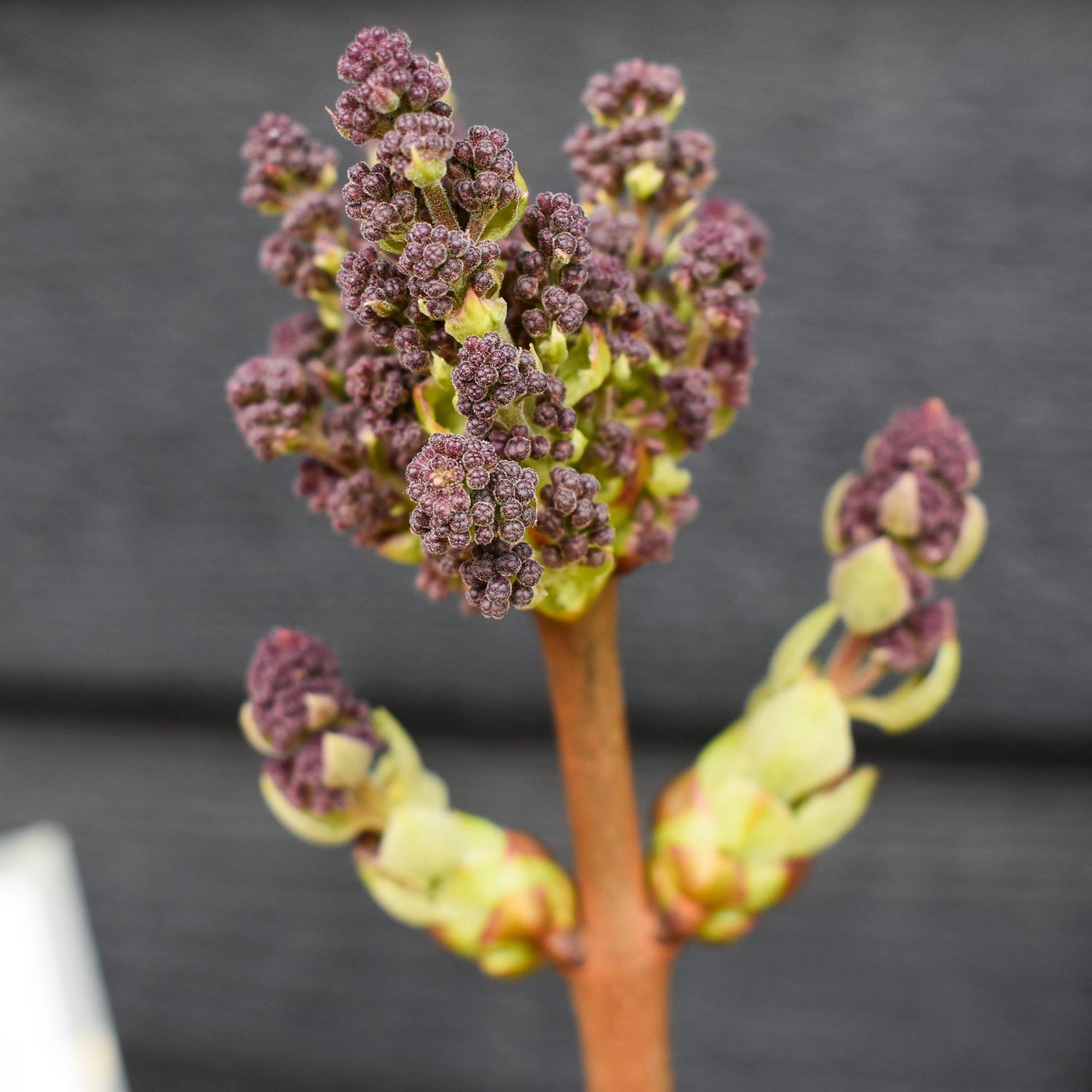 Syringa vulgaris 'Ruhm von Horstentein' | lilac 'Ruhm von Horstenstein' - Height 80-100cm - 10lt