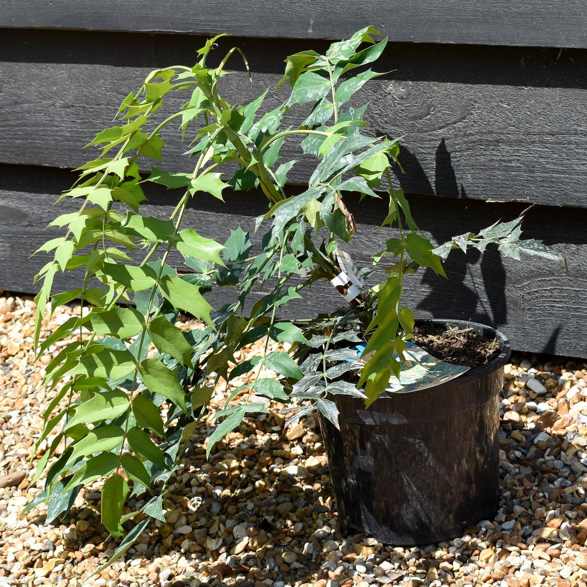 Mahonia media Winter Sun| Oregon grape 'Winter Sun' - Height 20-30cm - 3lt