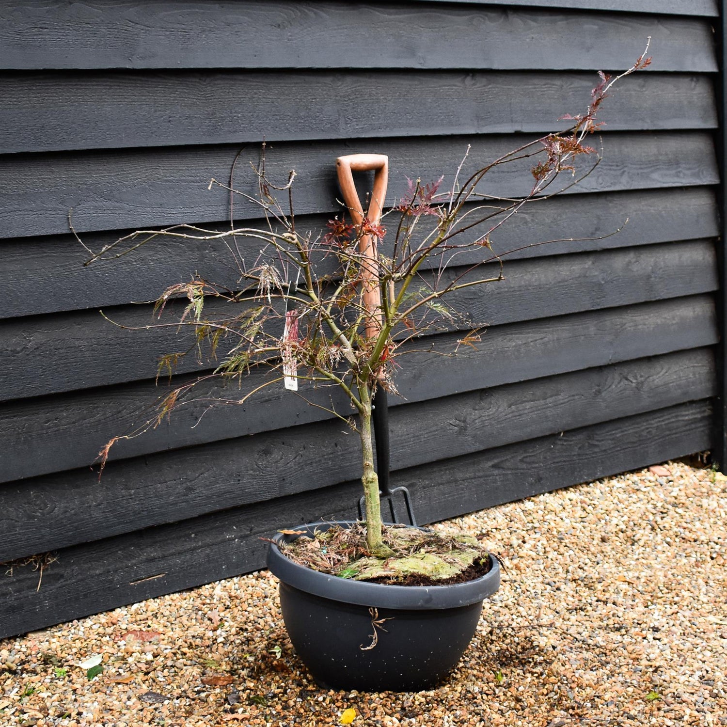 Garnet Japanese Maple | Acer palmatum 'Garnet'  Weeping -  Clear Stem 30-40cm - Height 80-90cm - 40lt