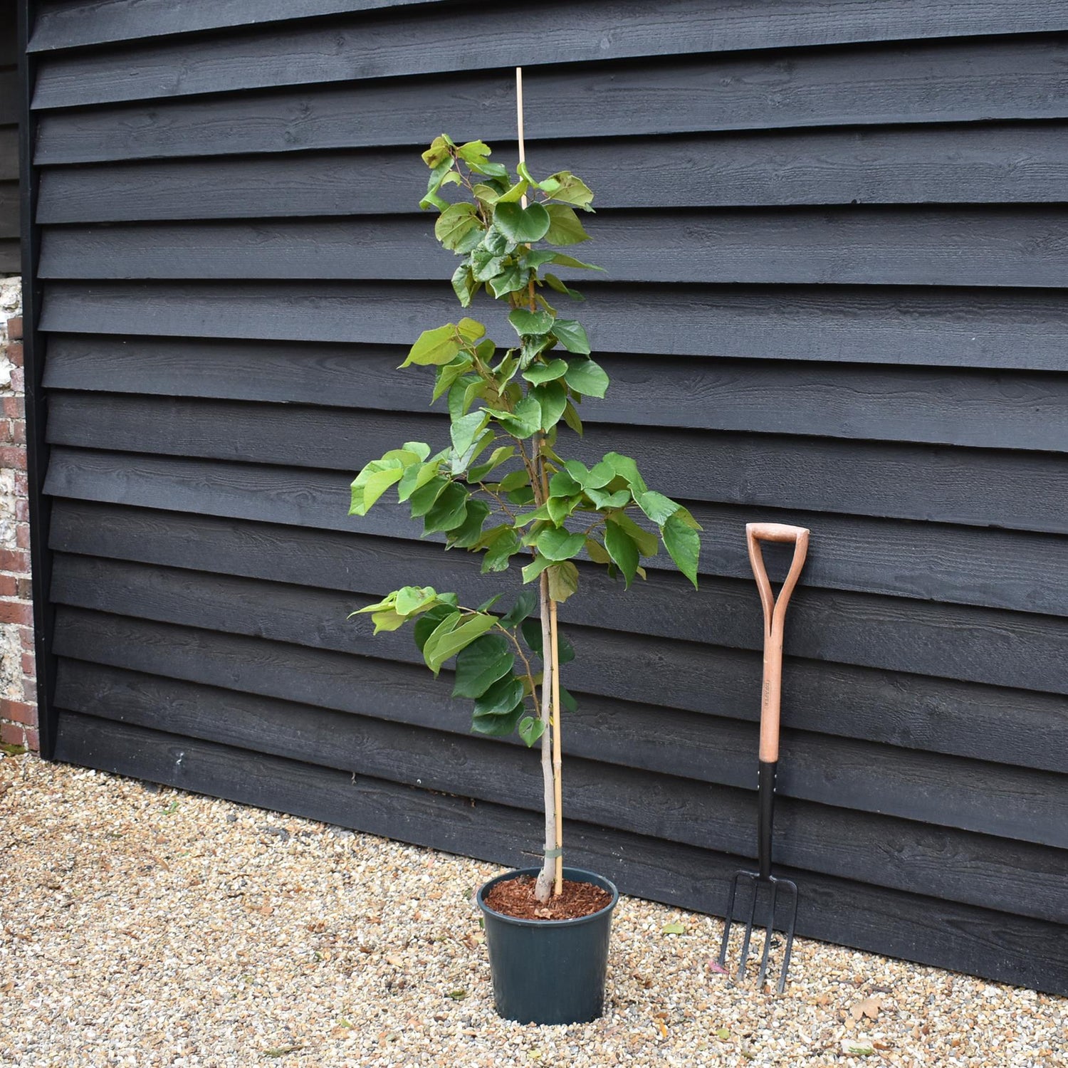 Cercis chinensis 'Avondale' - Height 150-160cm - 12lt