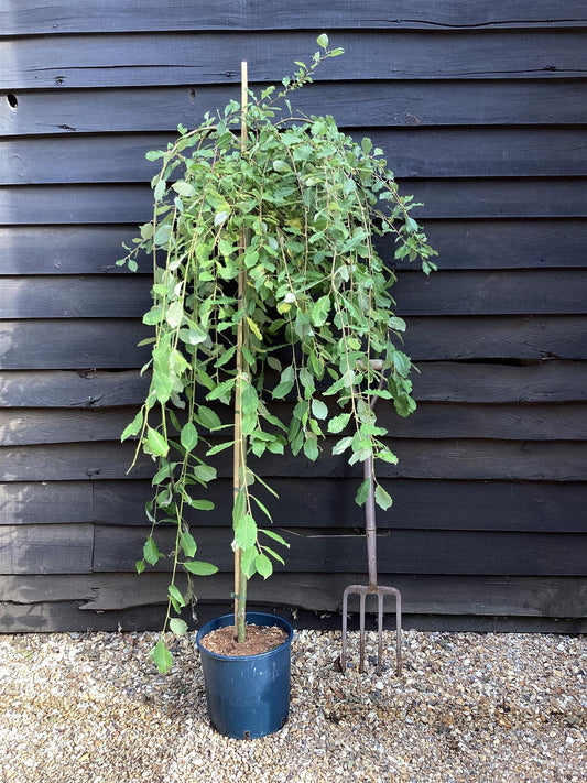 Salix caprea Pendula | Weeping Pussy Willow - 120-150cm - 12lt