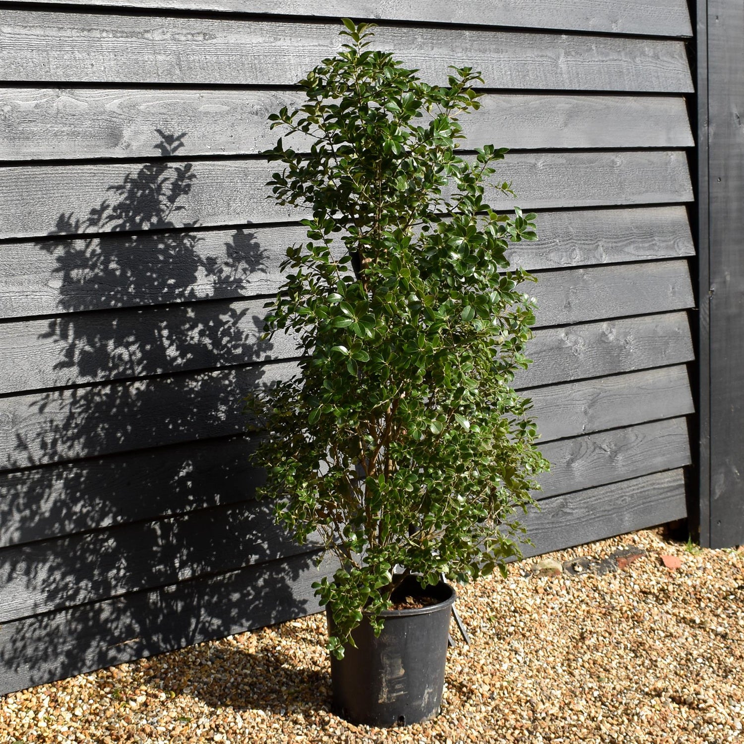 Pittosporum tenuifolium 'Irish Luck' - Height 120-140cm -12lt