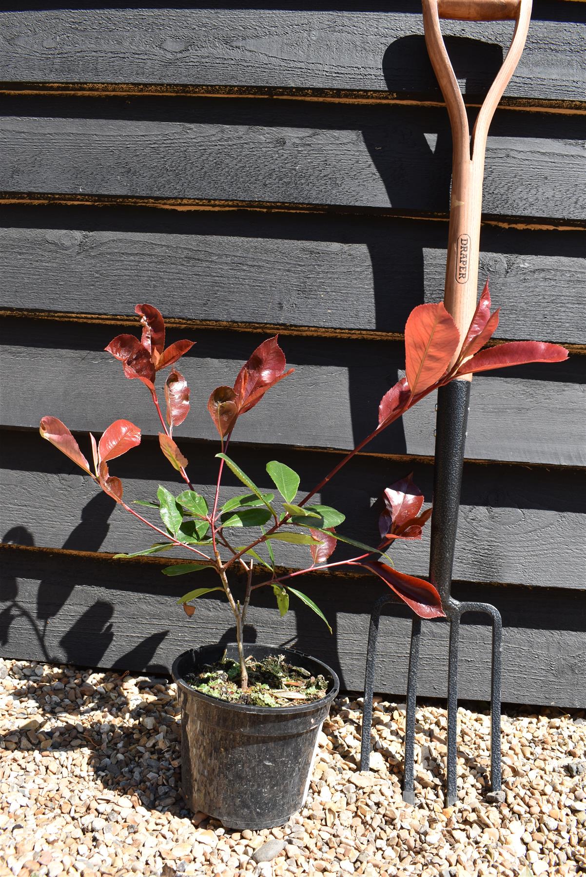 Photinia x fraseri Red Robin - 15-20cm, 3lt