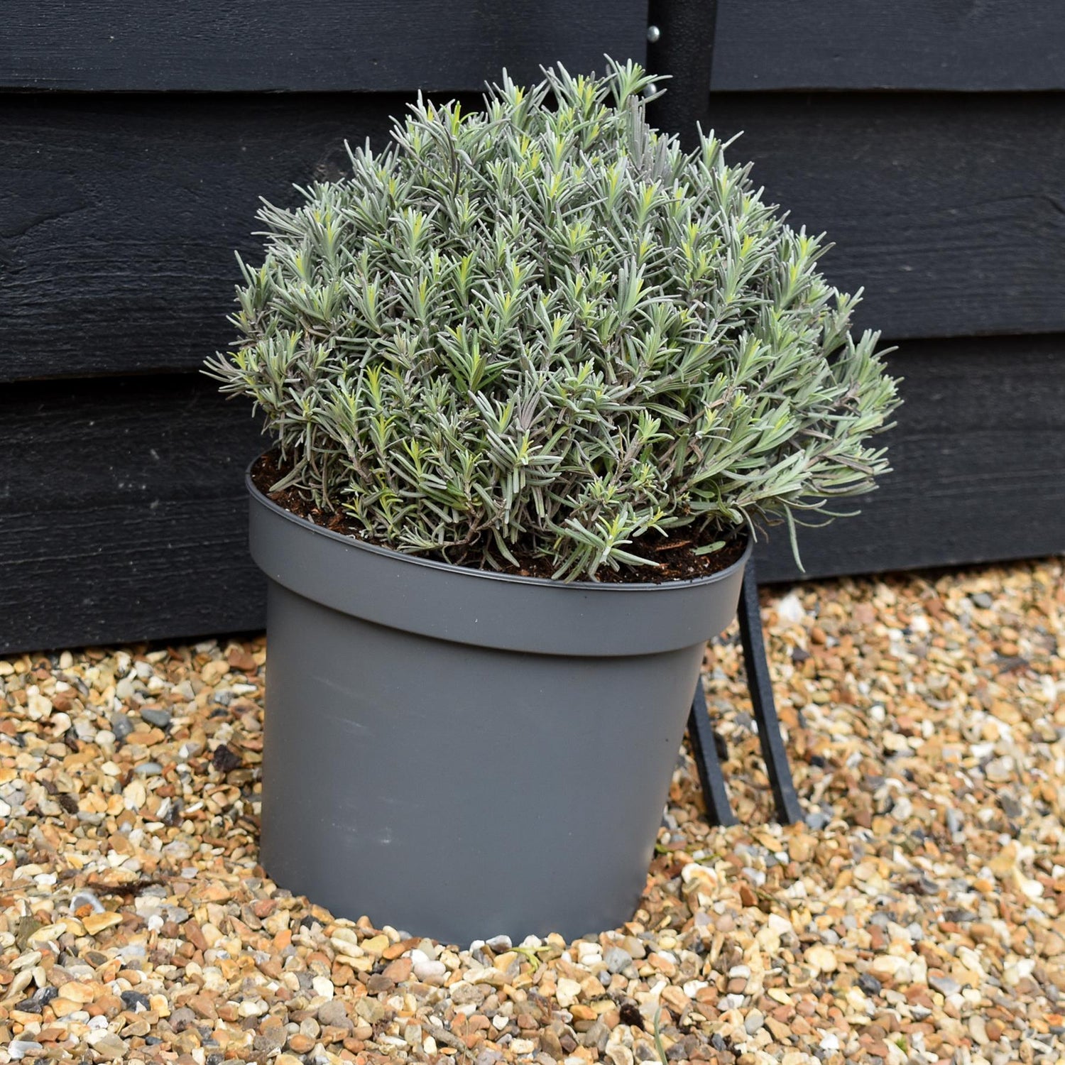 English lavender | Lavandula angustifolia Munstead - 7.5lt