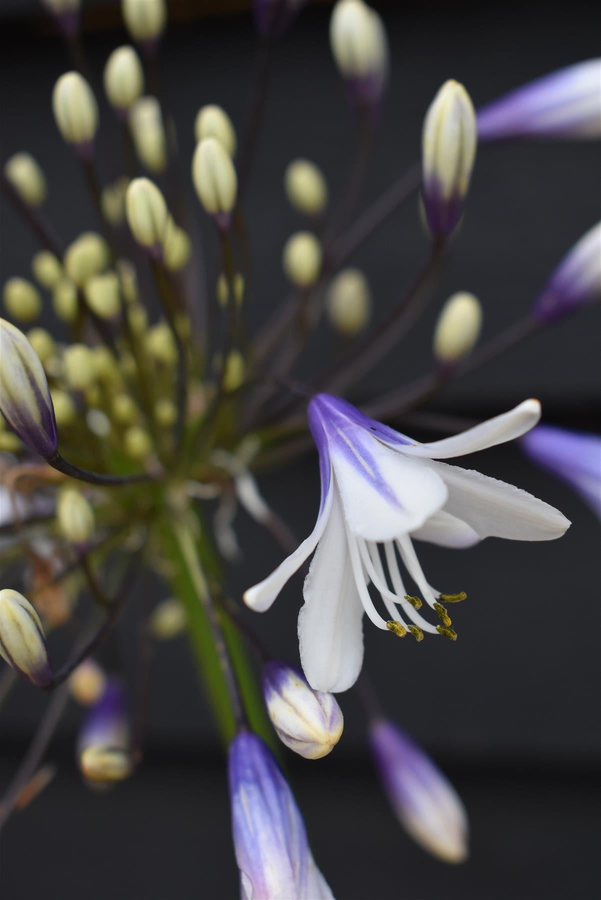 Agapanthus "Poppin Star" | African Lily - Height 50-70cm - 5lt