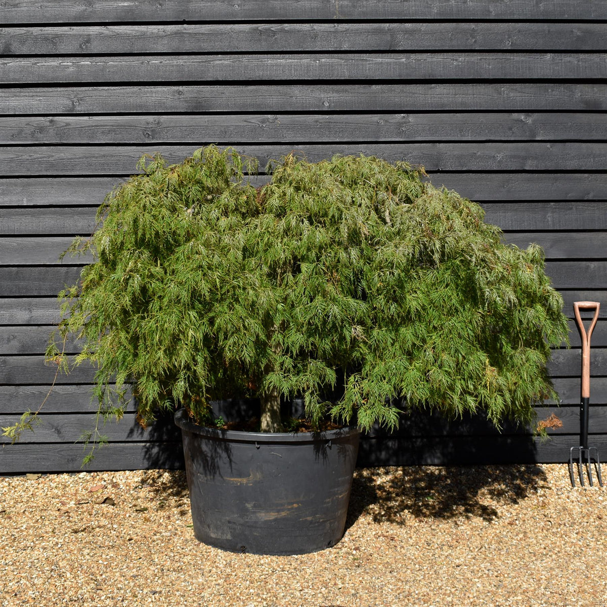 Acer palmatum Dissectum | laceleaf Japanese maple - Weeping - Clear Stem 90cm - Height 130-140cm - 230lt