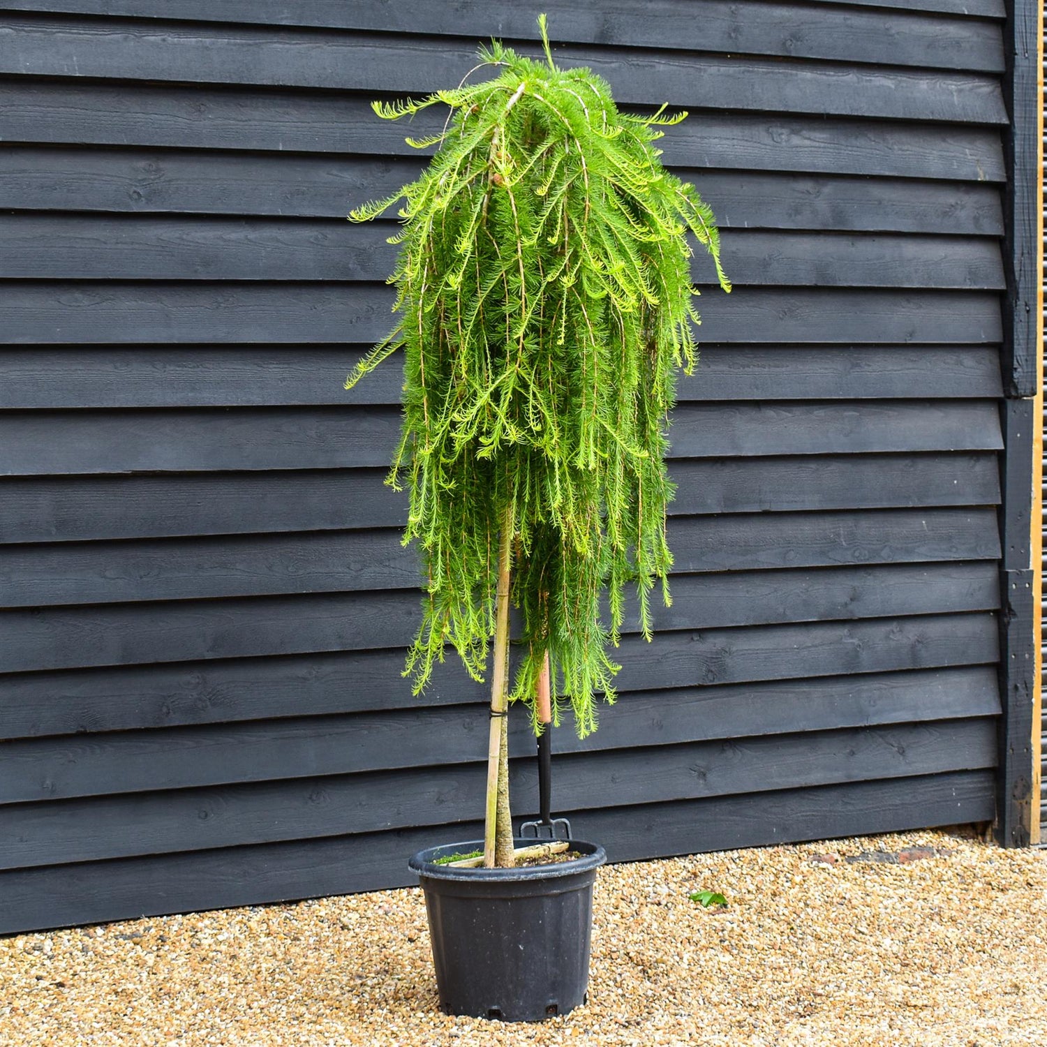 Larix decidua 'Puli' | Weeping European Larch - Clear Stem - 120-140cm - 35lt