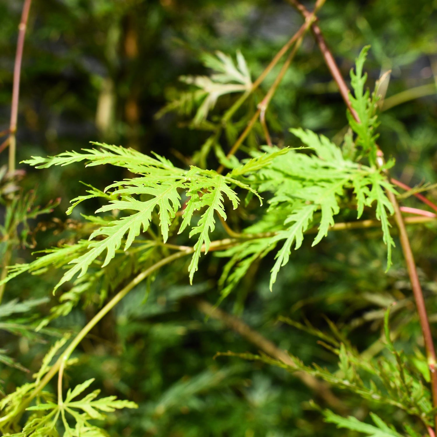 Acer palmatum 'Emerald Lace' | Japanese maple - Bushy - Height 130-150cm - 55lt
