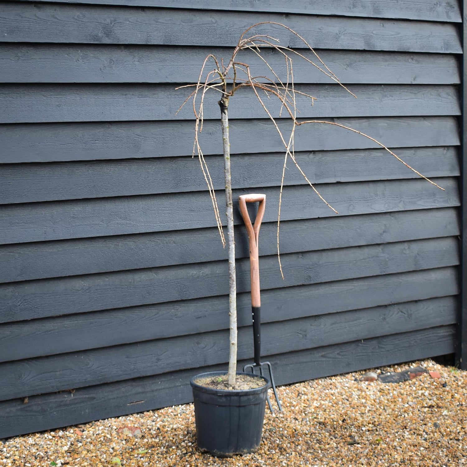 Prunus subhirtella Pendula Rosea 1/2 Standard | Single Pink Weeping Cherry - Clear Stem - Height 120-140cm - 18lt