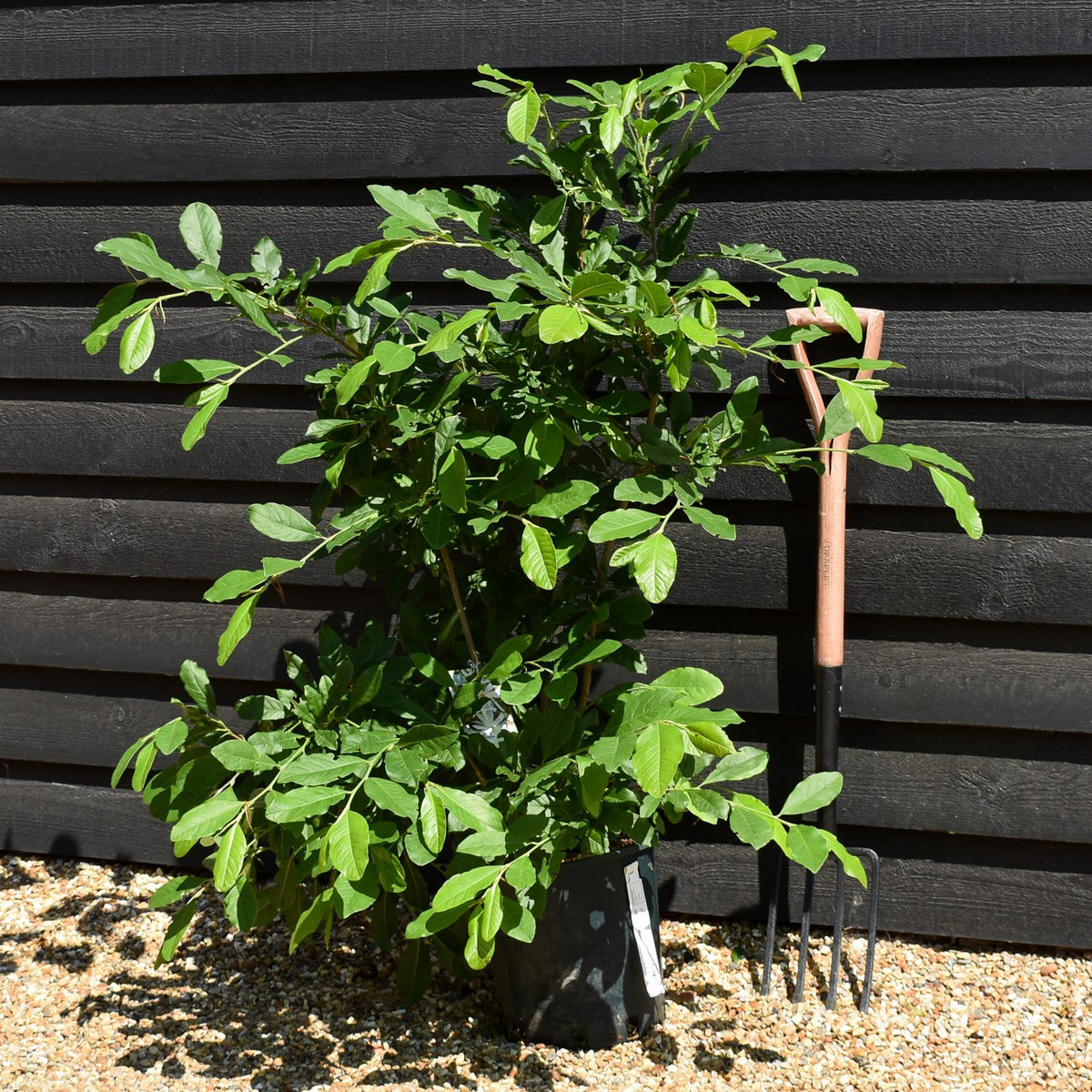Magnolia Stellata - Bushy -  Height 80-100cm - 12lt