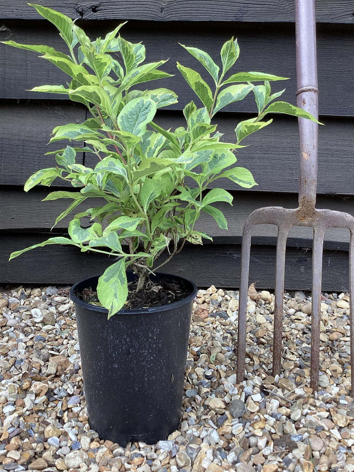 Weigela Florida Varigata - 35-40cm - 3lt