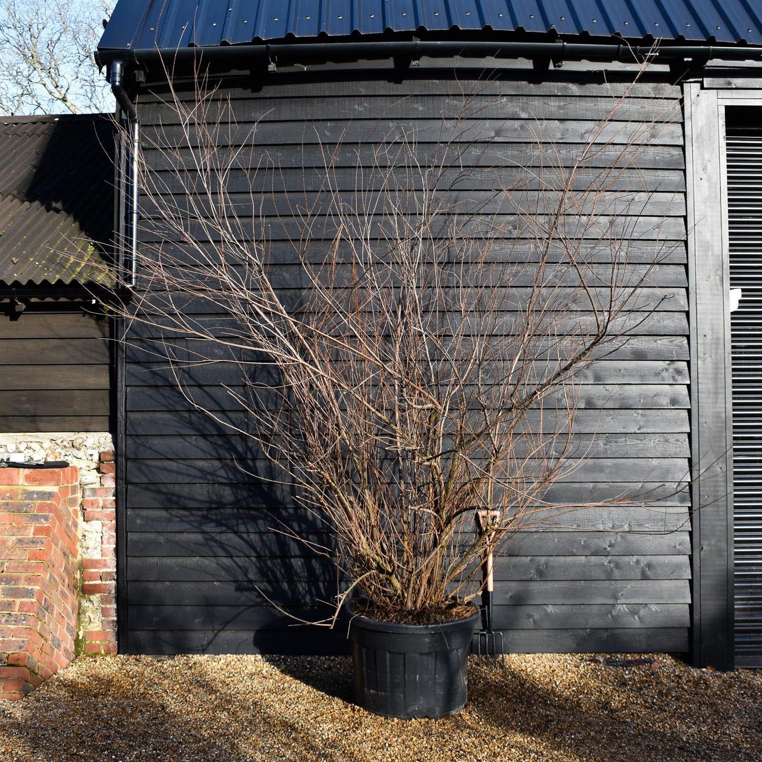 Tamarix Tetrandra | Four-stamen tamarisk -  Bushy Tree - Height 250-300cm - 180lt