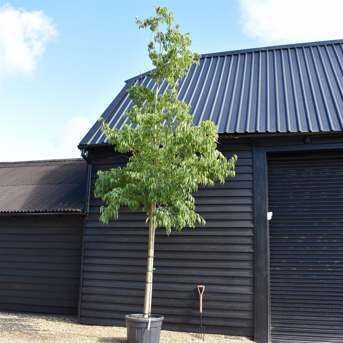 Celtis Australis | European hackberry - Girth 16cm - 470-480cm - 130lt