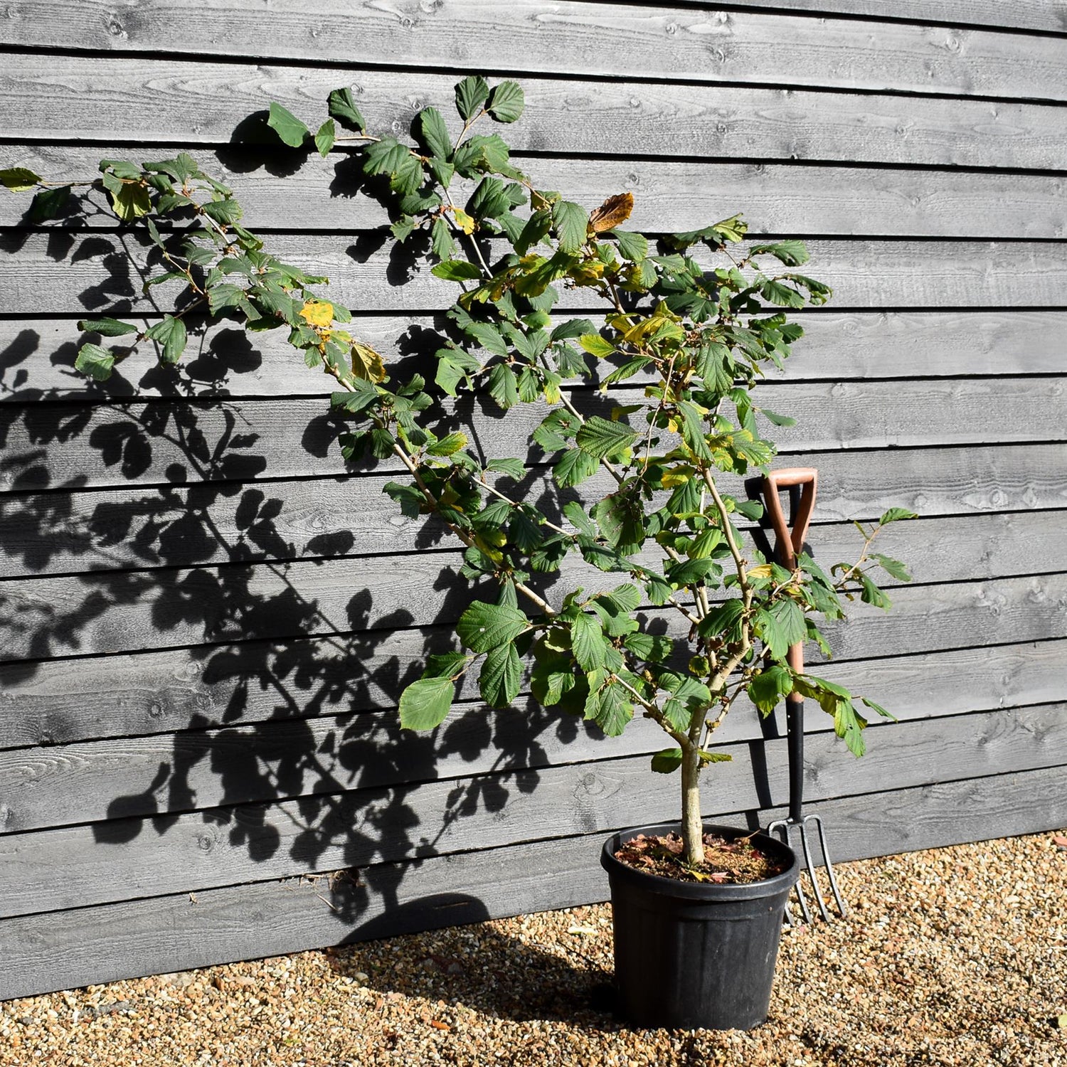 Hamamelis x intermedia 'Jelena' | Witch hazel - Height 130-160cm - 25lt