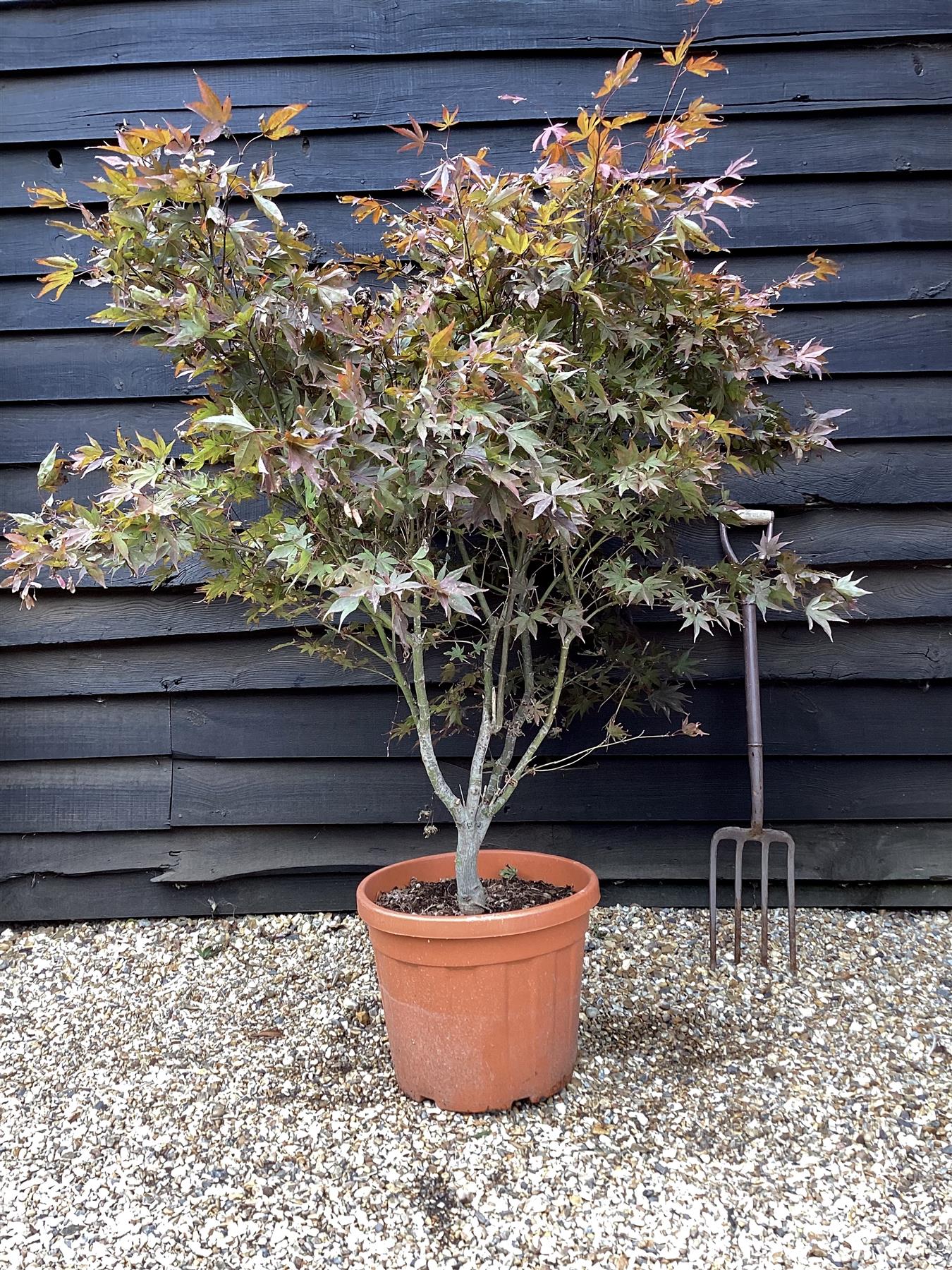 Acer palmatum 'Bloodgood' | Japanese maple 'Bloodgood' - 120-160cm - 25lt