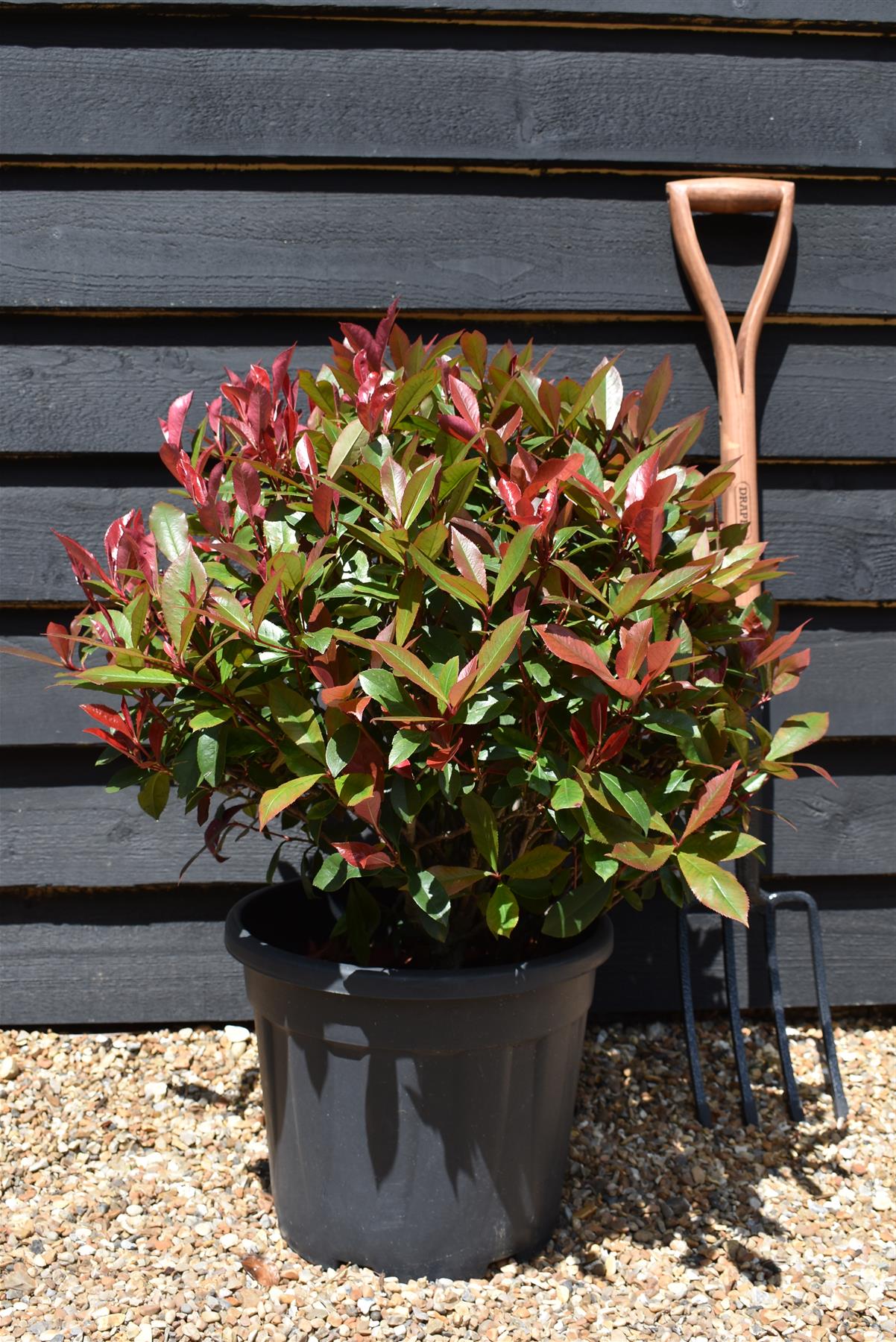 Photinia x fraseri Robusta Compacta - Ball - Dense Shrub -  Height 60-80cm - Width 60-80cm - 18lt