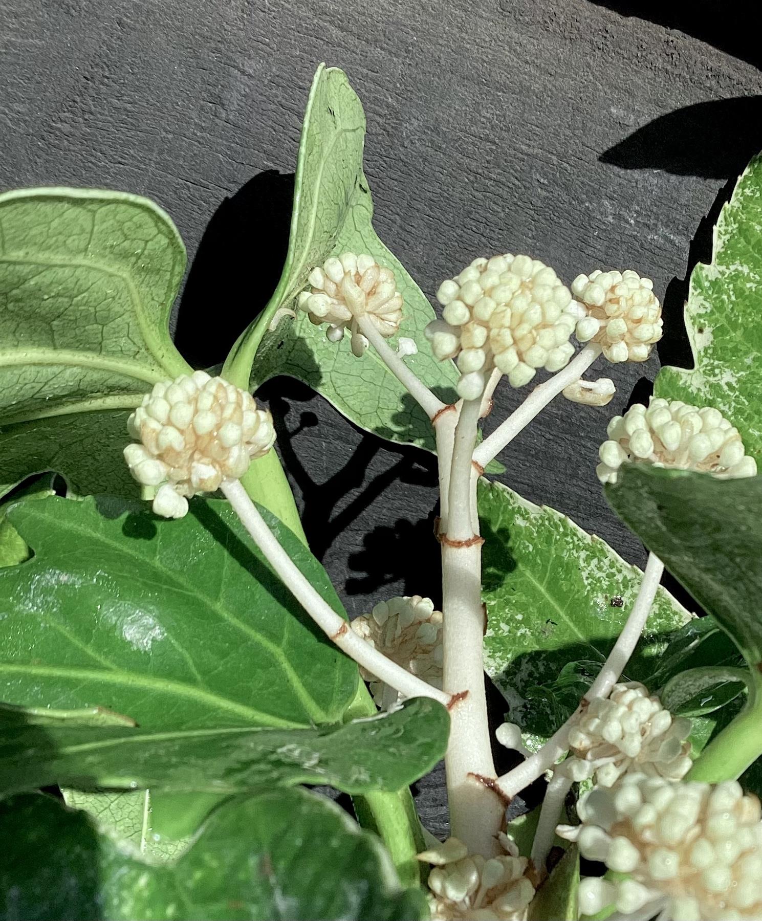 Fatsia japonica 'Spider's Web' - 40-50cm, 10lt