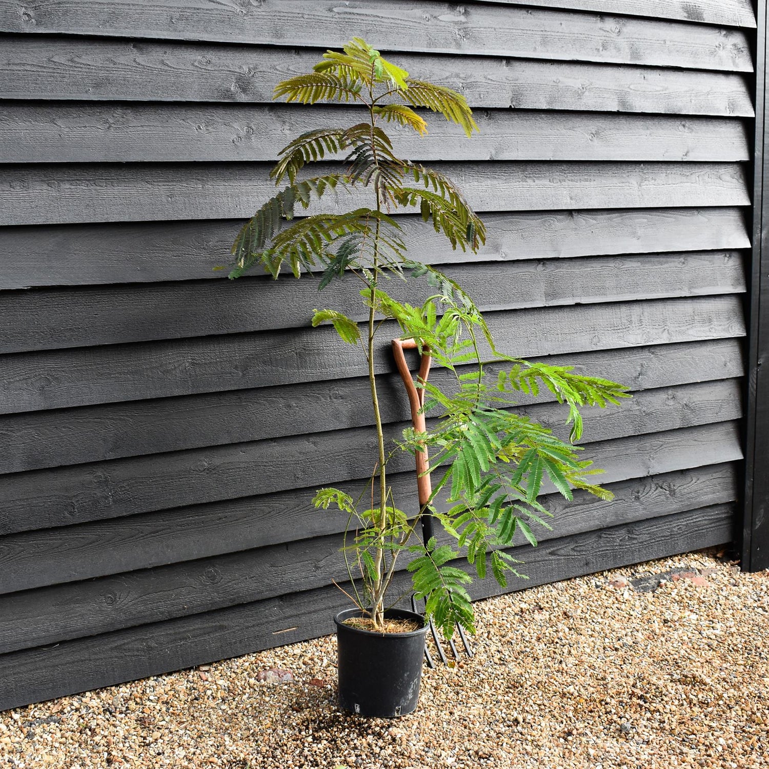 Albizia julibrissin Omberella  | Silk Tree - Height 30-50cm - Shrub - 12lt