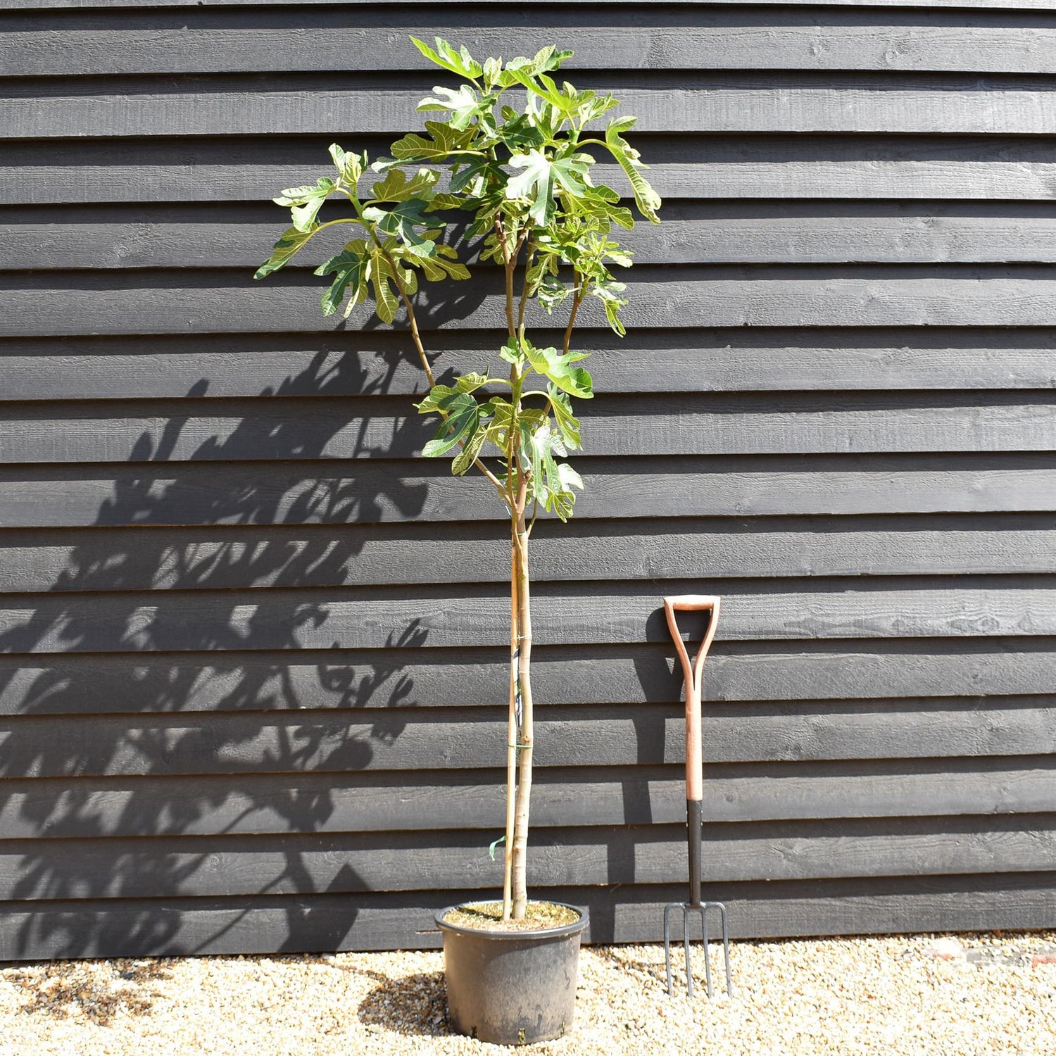 Fig - Ficus carica 'Dauphine' - Clear Stem 80-90cm - Height 160-170cm - 10lt