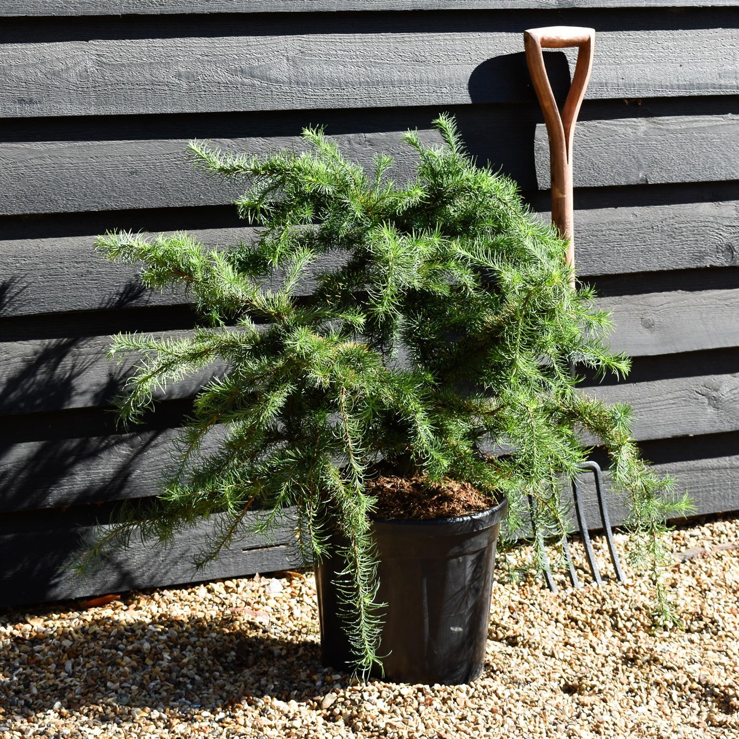 Larix decidua 'Little Bogle' | European larch -  Height 50-60cm - Width 70cm - 18lt