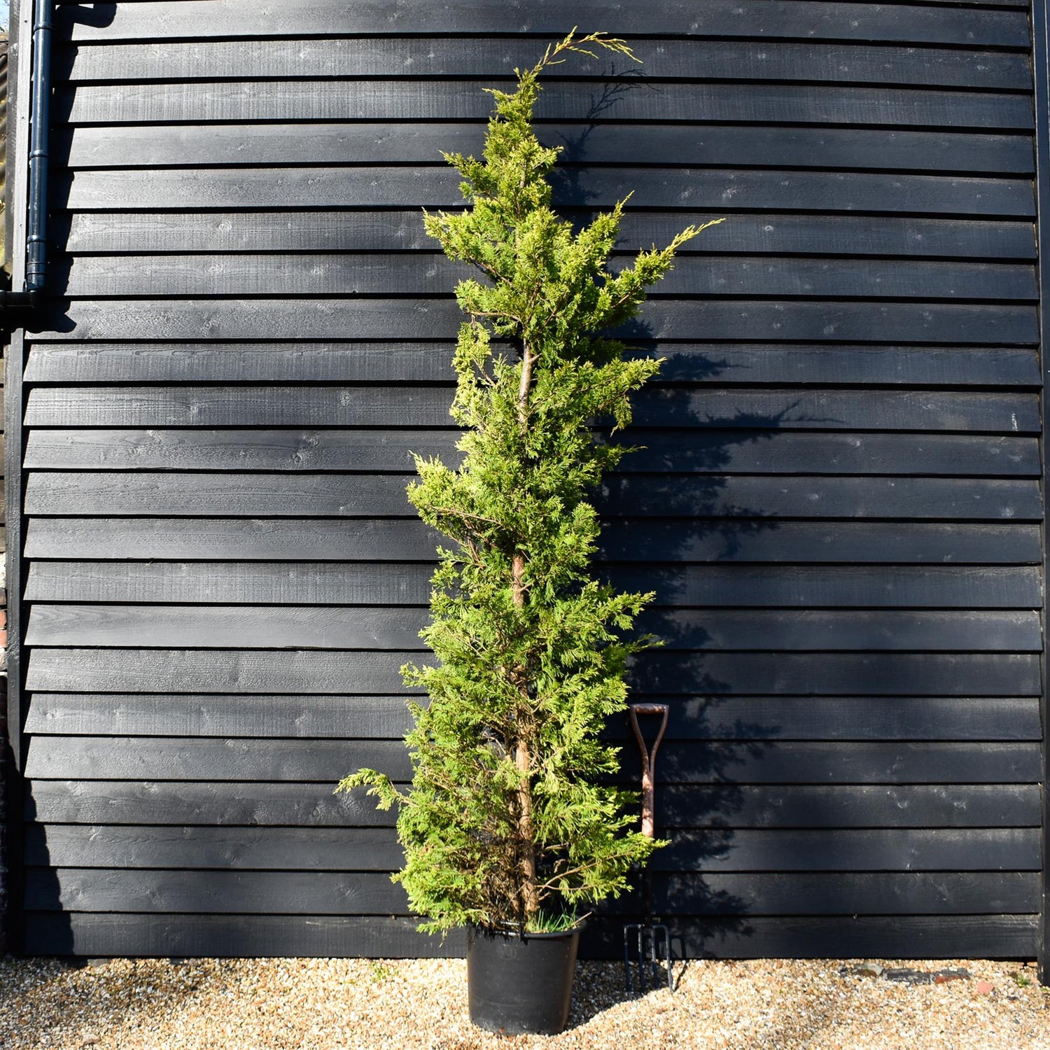 Cuprocyparis leylandii 'Gold Rider' - 250-260cm - 40lt