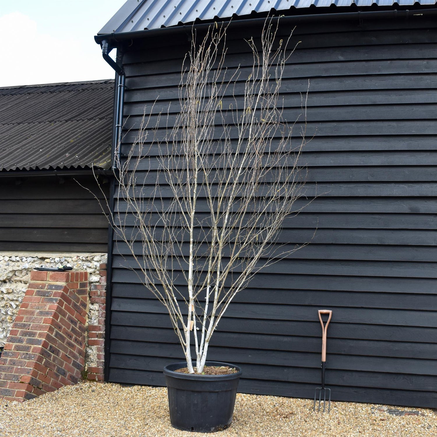 Himalayan Silver Birch |Betula utilis - Multi Stem - Height 310-350cm - 130lt