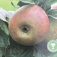 Apple tree 'Blenheim Orange' | Malus domestica - MM106 - Semi-Dwarfing - 150-160cm - 10lt