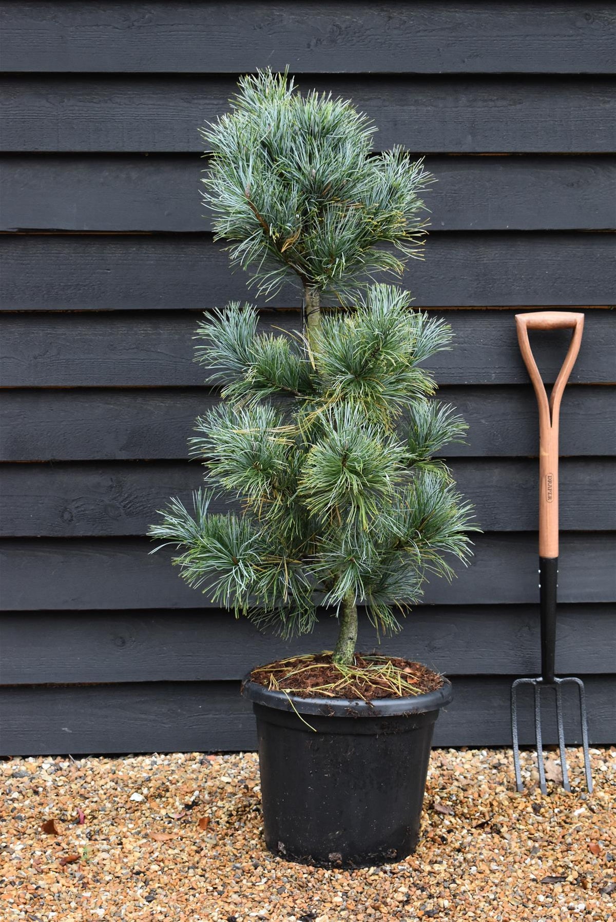 Silveray Pinus koraiensis 'Silveray' | Silveray Korean Pine - Height 100-120cm ...
