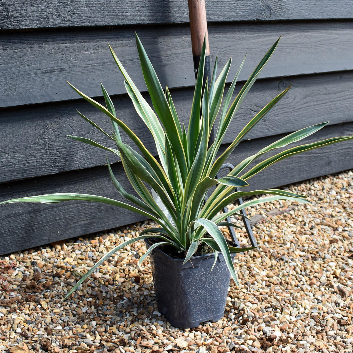 Yucca gloriosa Variegata | Variegated Spanish Dagger - Shrub - 2lt
