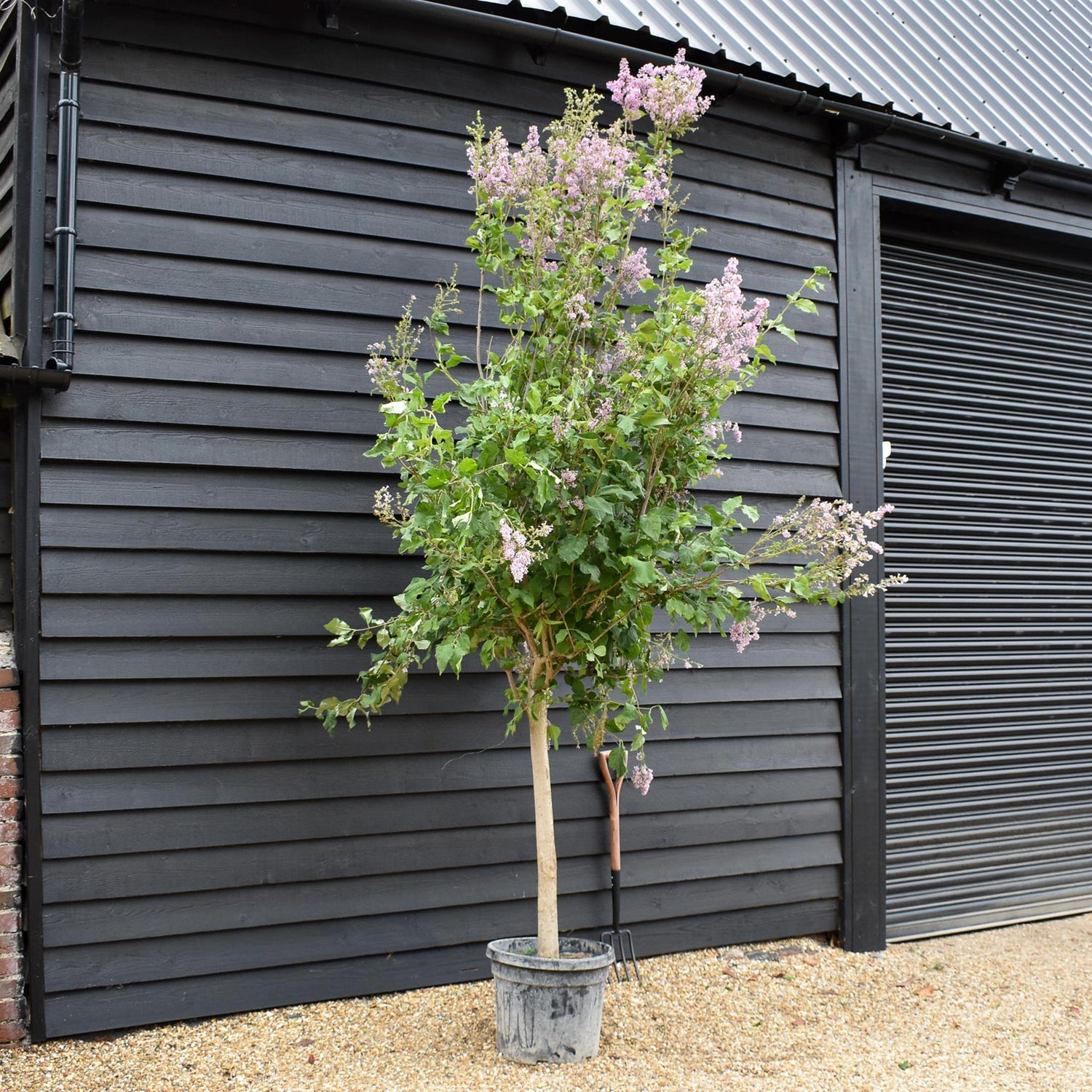 Syringa Vulgaris | Lilac Flowers - Shrub -Half Standard - Clear Stem 90cm - Height 300-310cm - 45lt